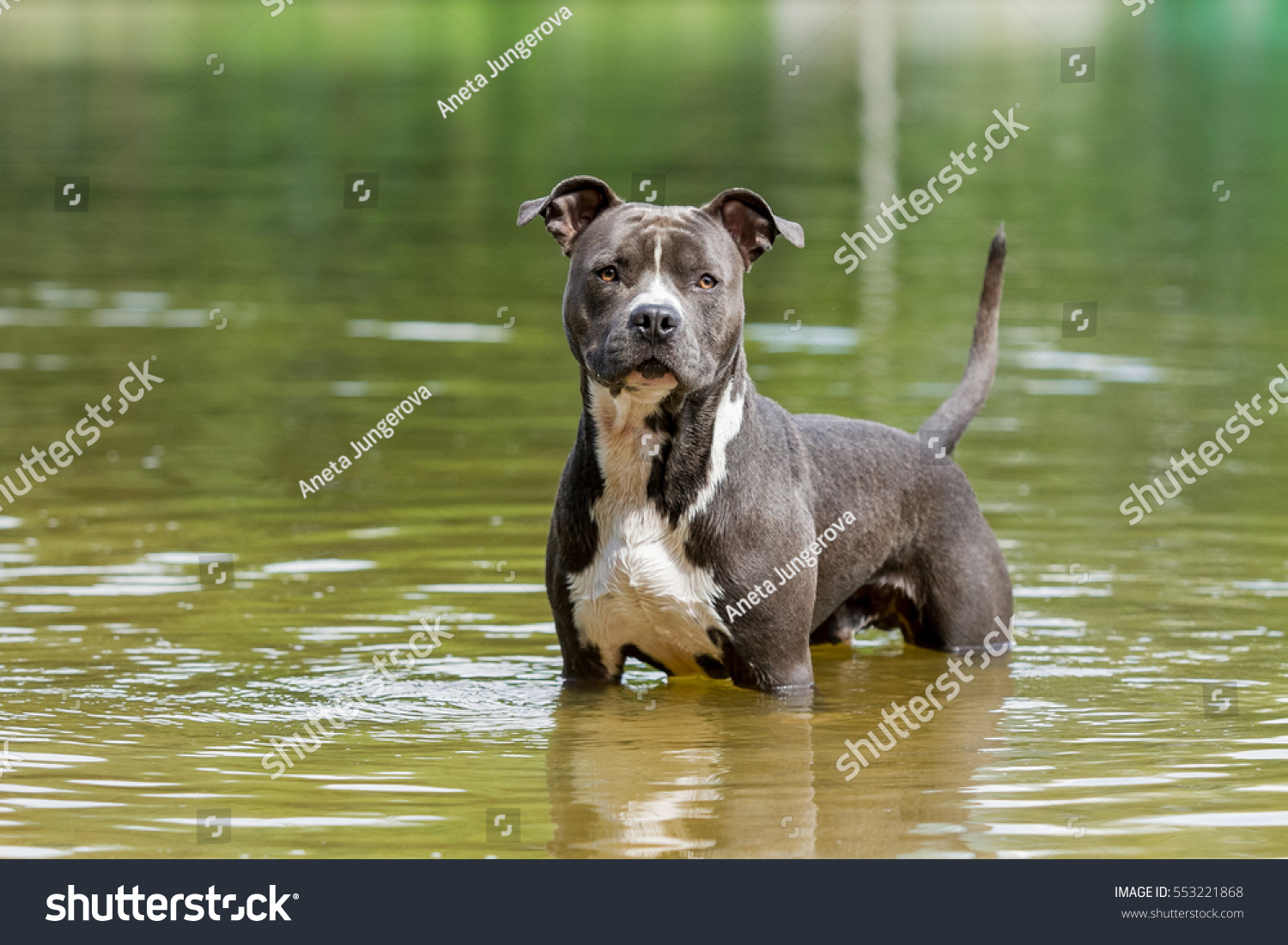 blue amstaff