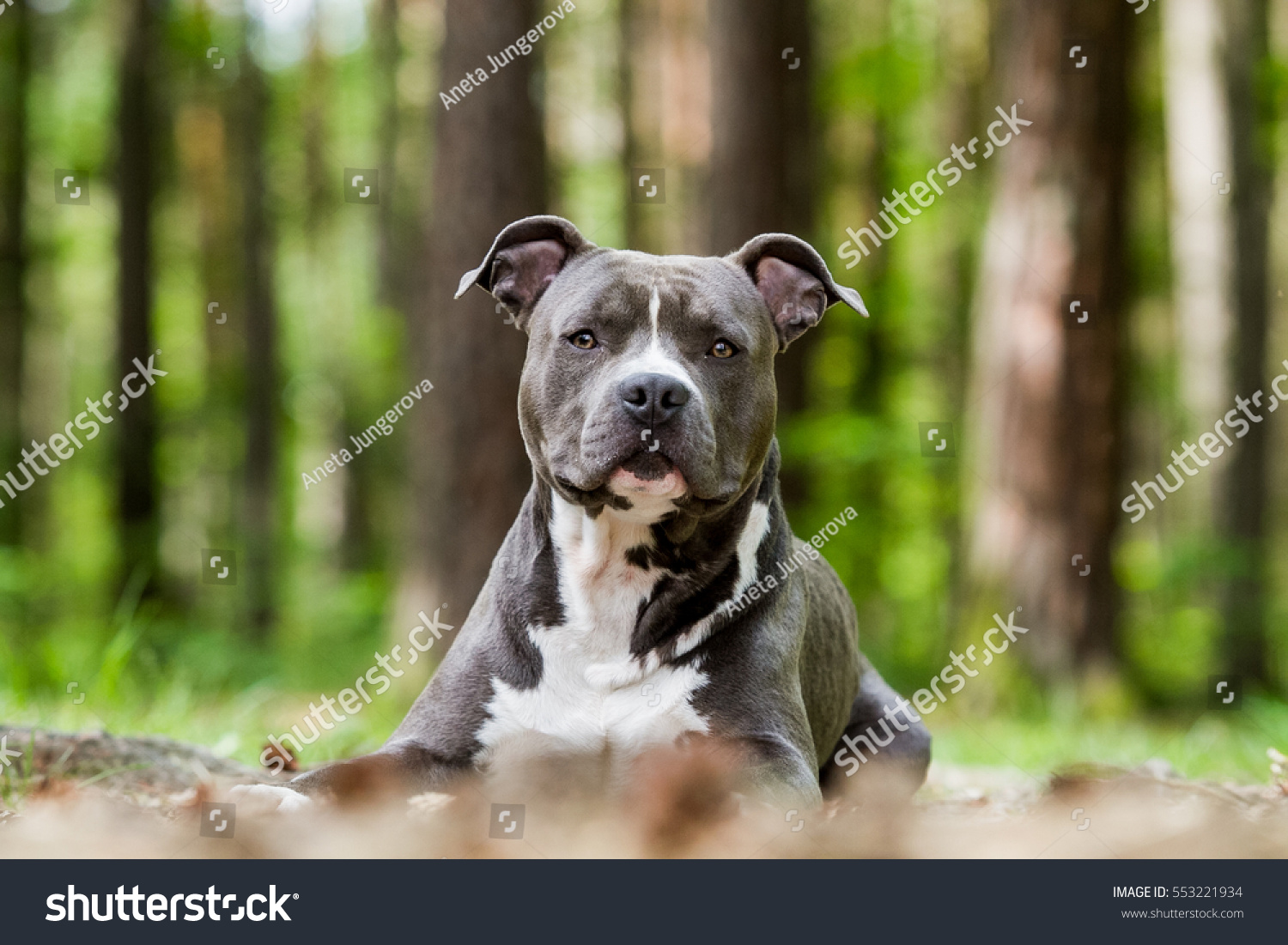 blue amstaff