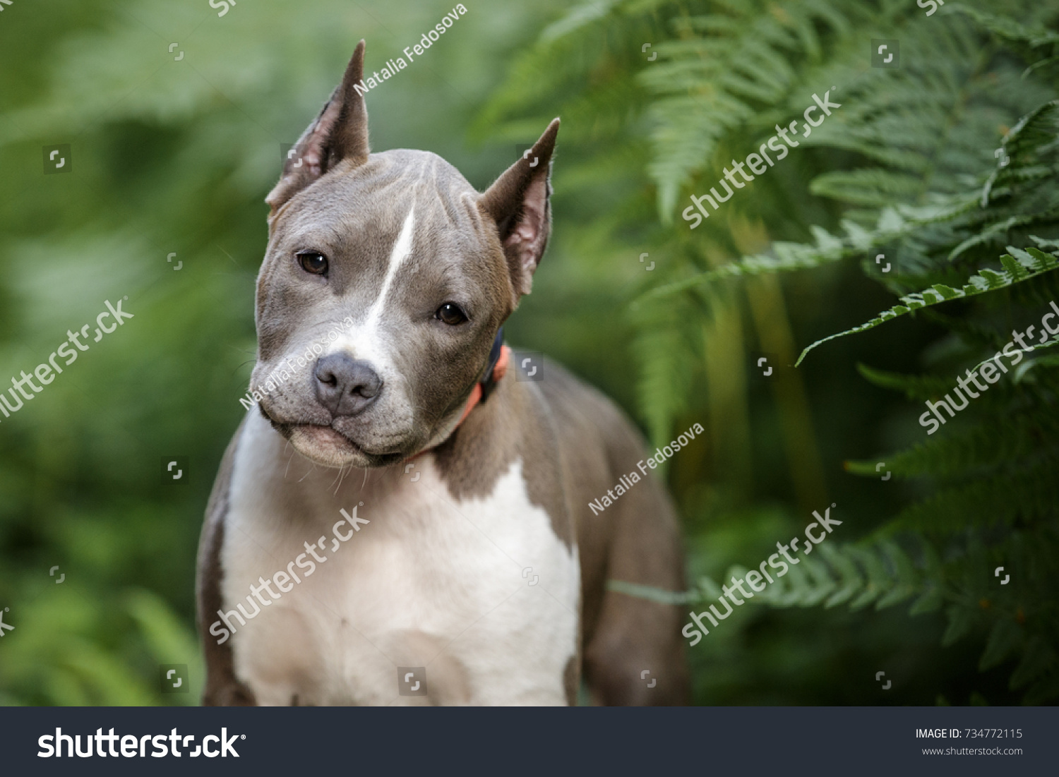 Goede Blue American Staffordshire Terrier Amstaff Stafford Stock Photo PF-79