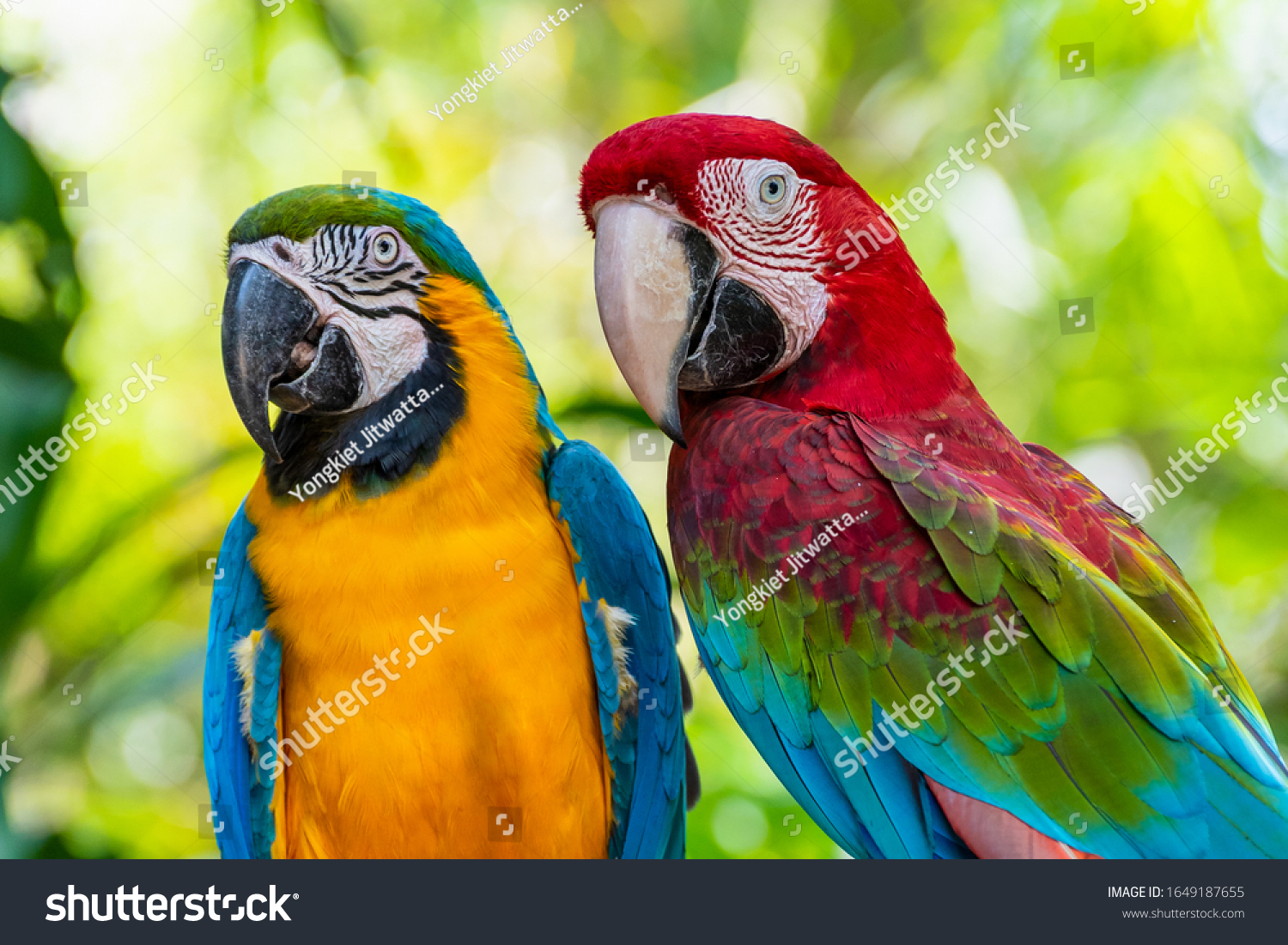 Blå og Guld Macaw eller Ara Stock-foto (rediger 1649187655