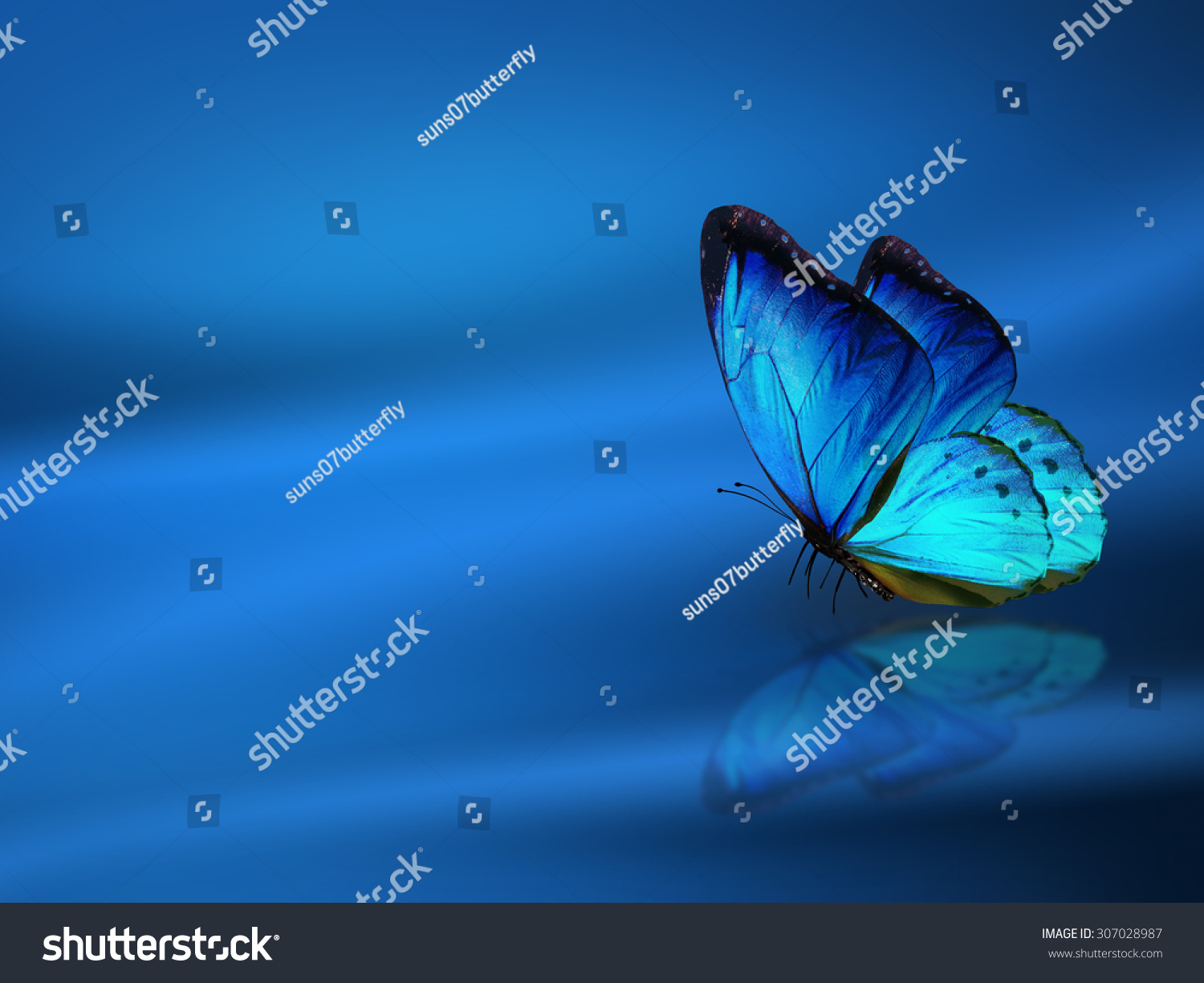 Blue Background Butterfly Stock Illustration 307028987 