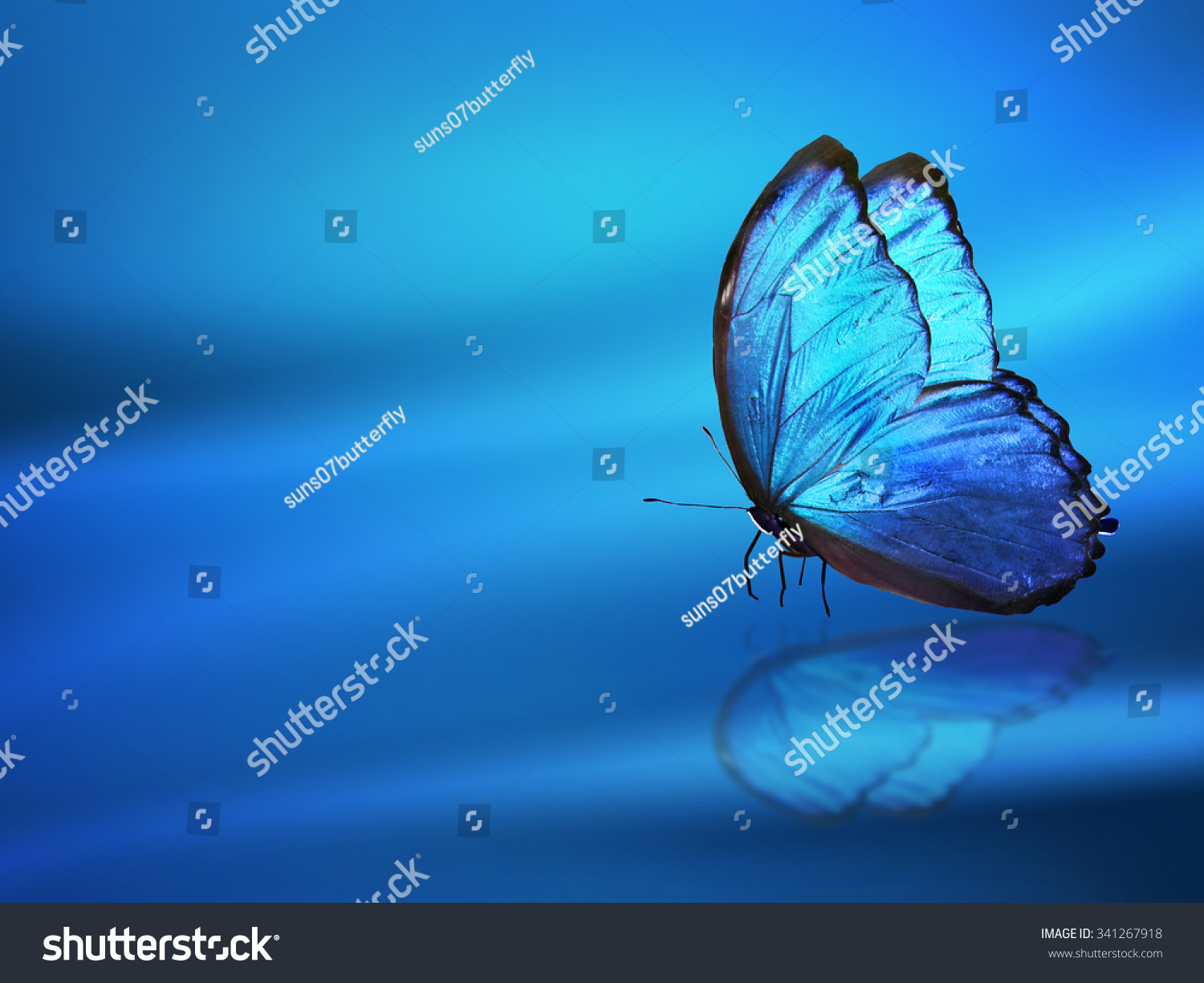 Blue Background Butterfly Stock Illustration 341267918 | Shutterstock