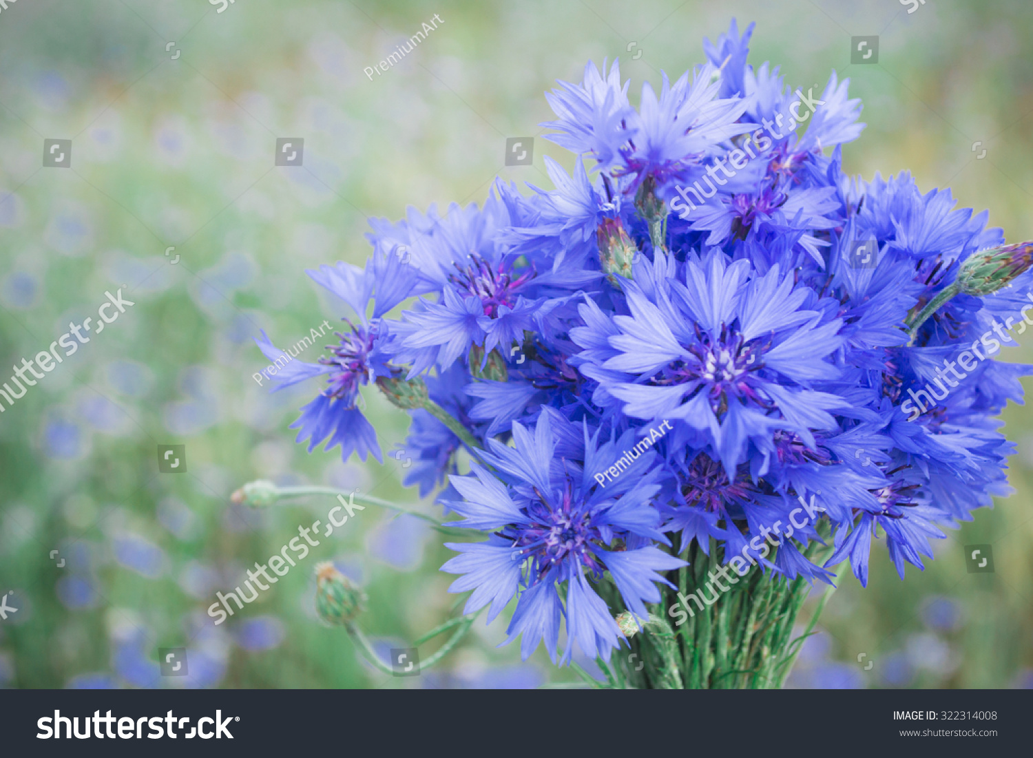 Blue Background With Cornflower Stock Photo 322314008 : Shutterstock