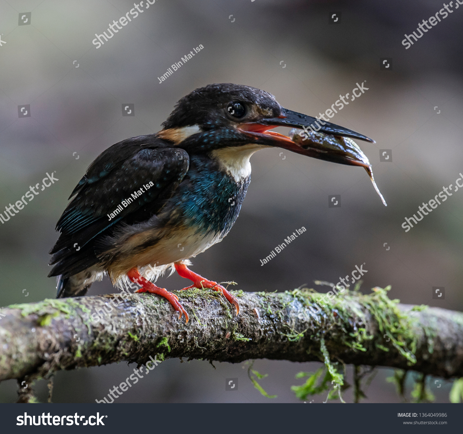 Blue Bandeed Kingfisher Shot Hulu Langat Stock Photo Edit Now 1364049986