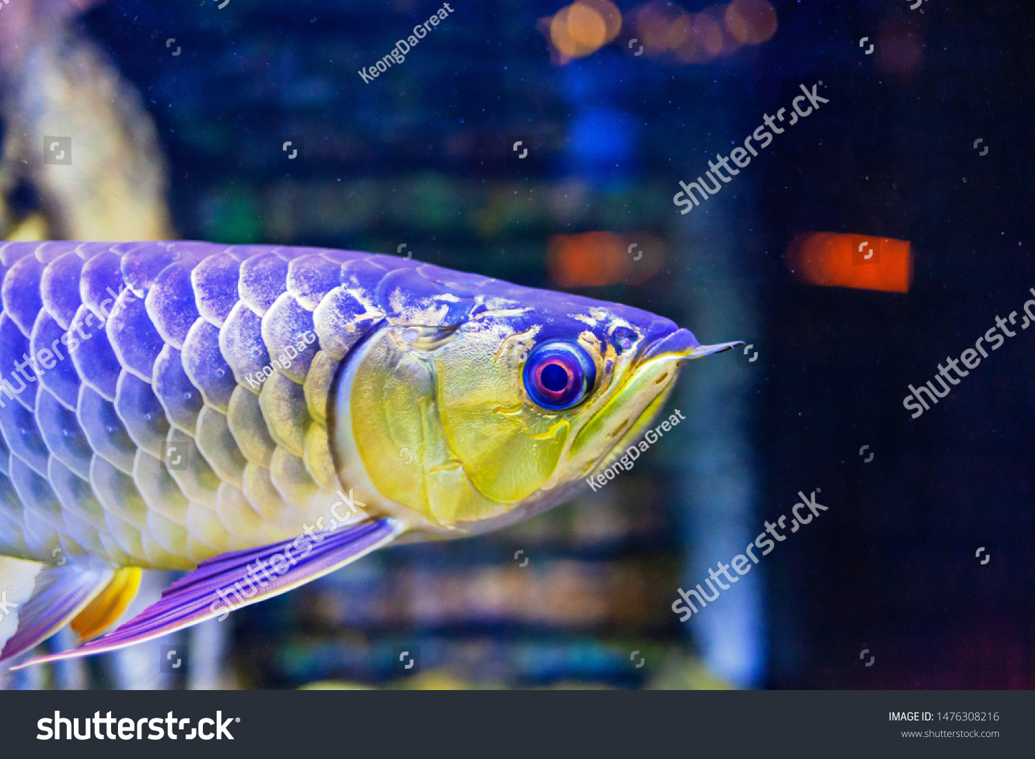 Blue Base Crossback Arowana Fish View Stock Photo Edit Now 1476308216