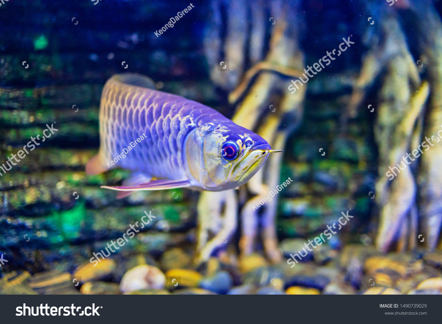 Blue Base Crossback Arowana Fish View Stock Photo Edit Now 1490739029