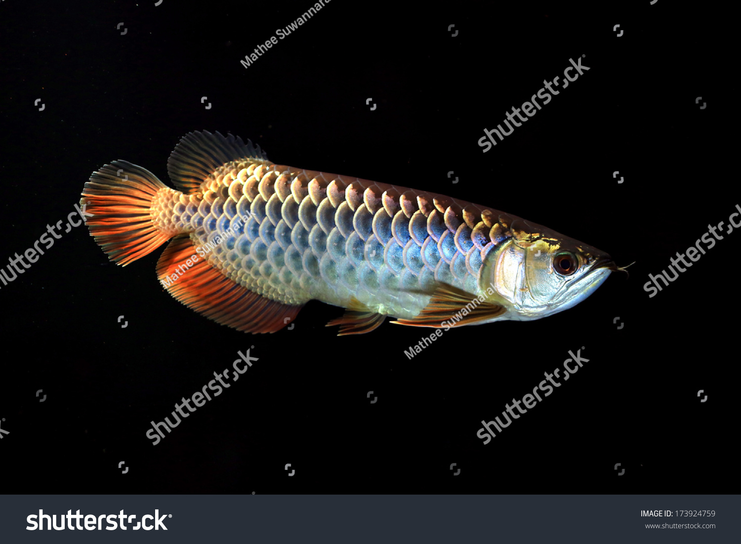 Bluebase Malaysian Golden Arowana Stock Photo Edit Now 173924759