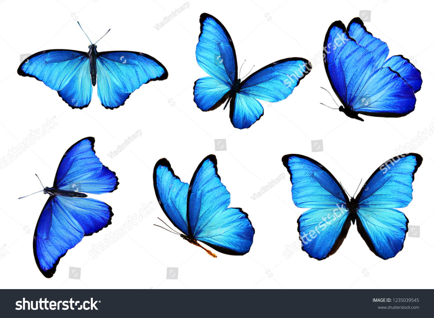 Blue Butterflies Isolated On White Background Stock Photo (edit Now 