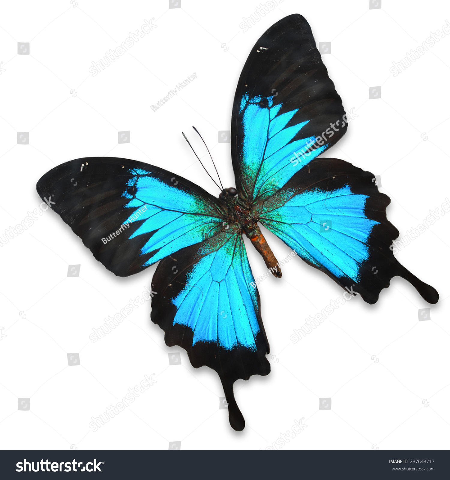 Blue Butterfly Swallowtail Species Papilio Ulysses Stock Photo ...