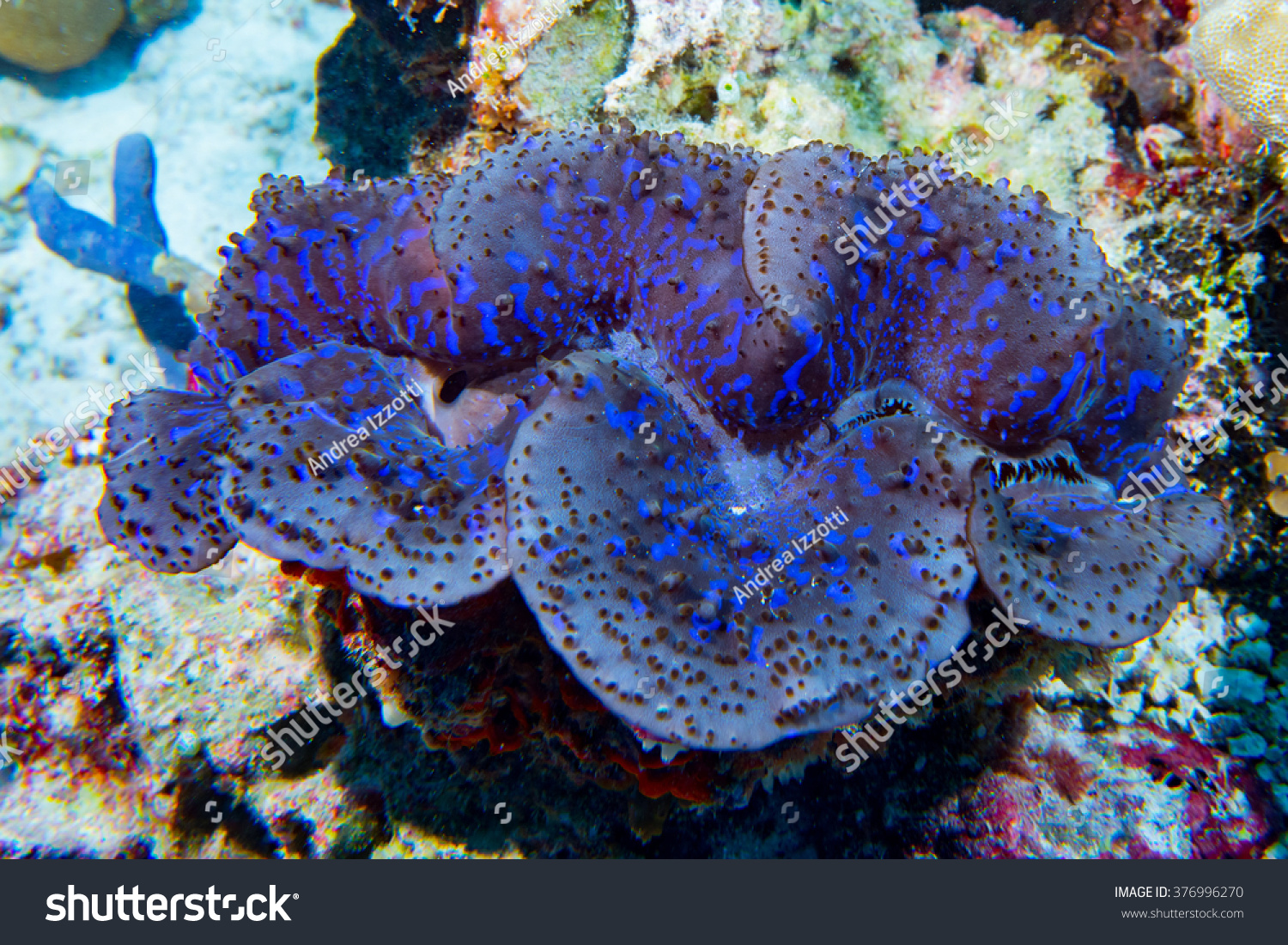 844 Blue clam tridacna Images, Stock Photos & Vectors | Shutterstock