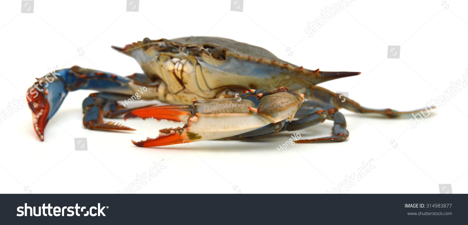 Blue Crab White Background Stock Photo (Edit Now) 314983877