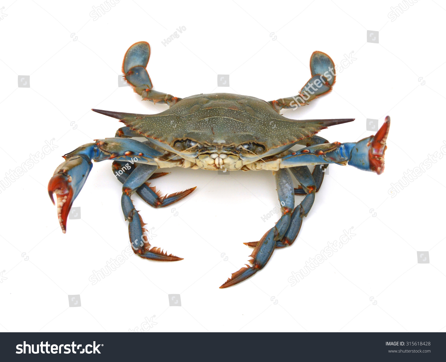 Blue Crab White Background Stock Photo (Royalty Free) 315618428