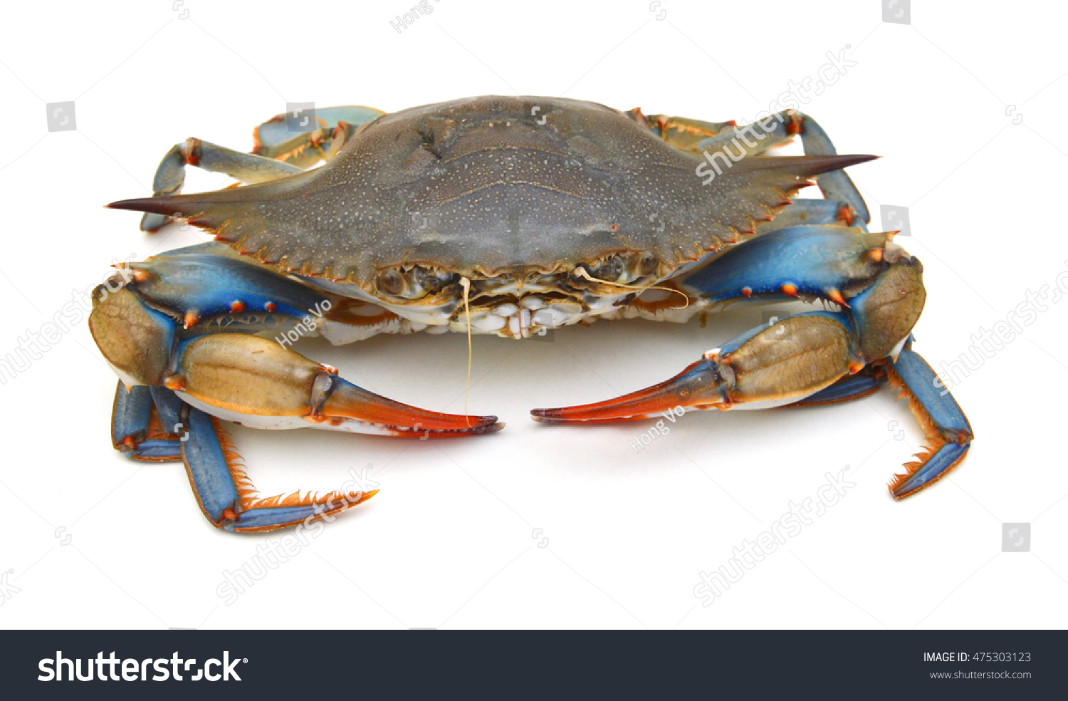 Blue Crab With White Background Stock Photo 475303123 : Shutterstock