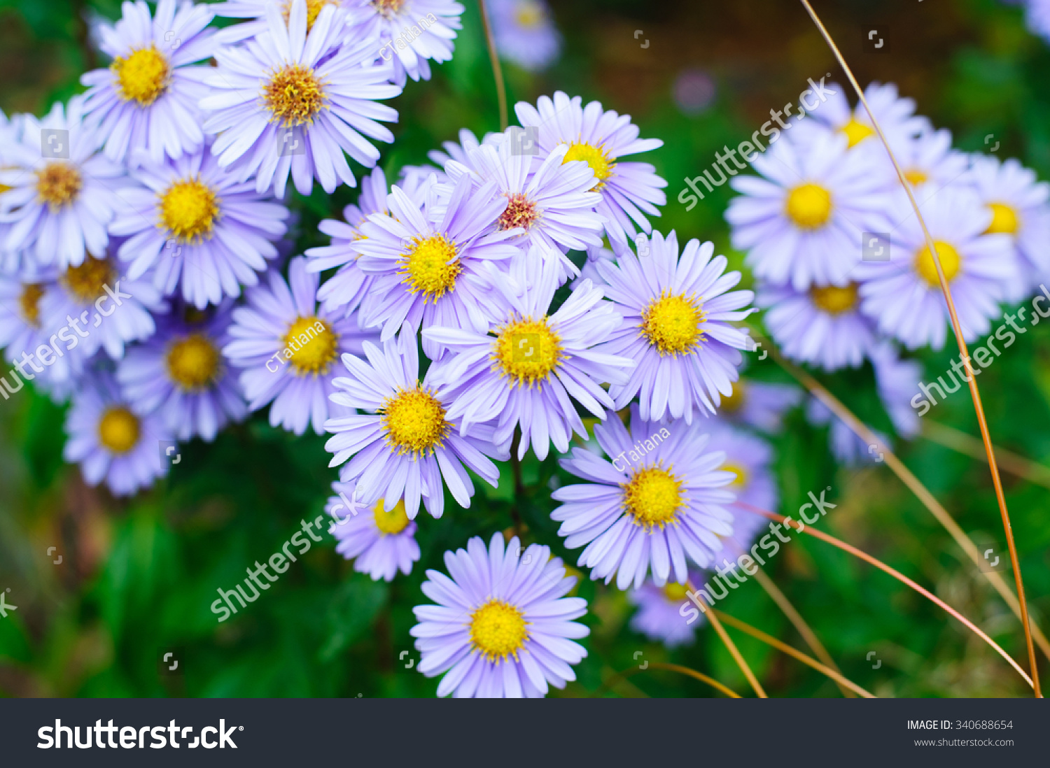 Blue Daisy, Blue Marguerite, Aster Amelloides Stock Photo 340688654 ...