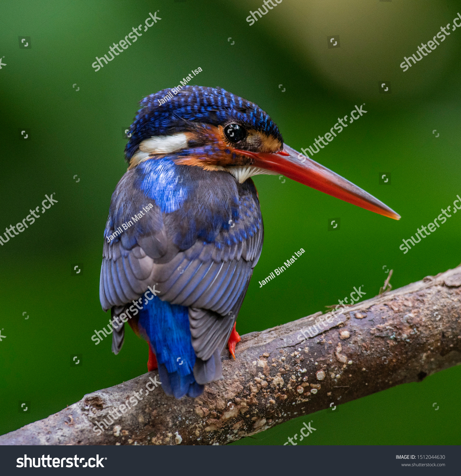 Blueeared Kingfisher Bird Shot Hulu Langat Stock Photo Edit Now 1512044630