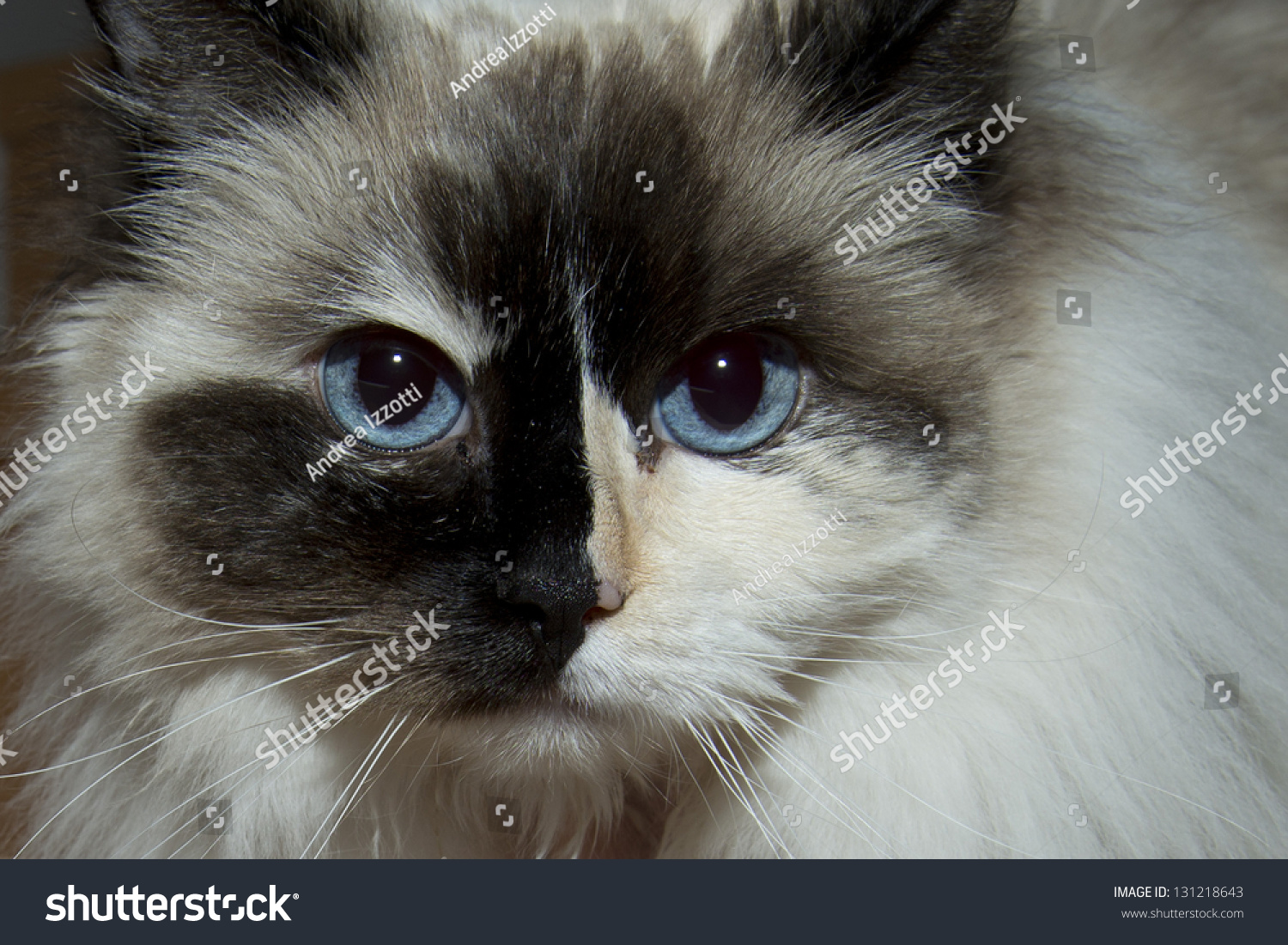 black ragdoll