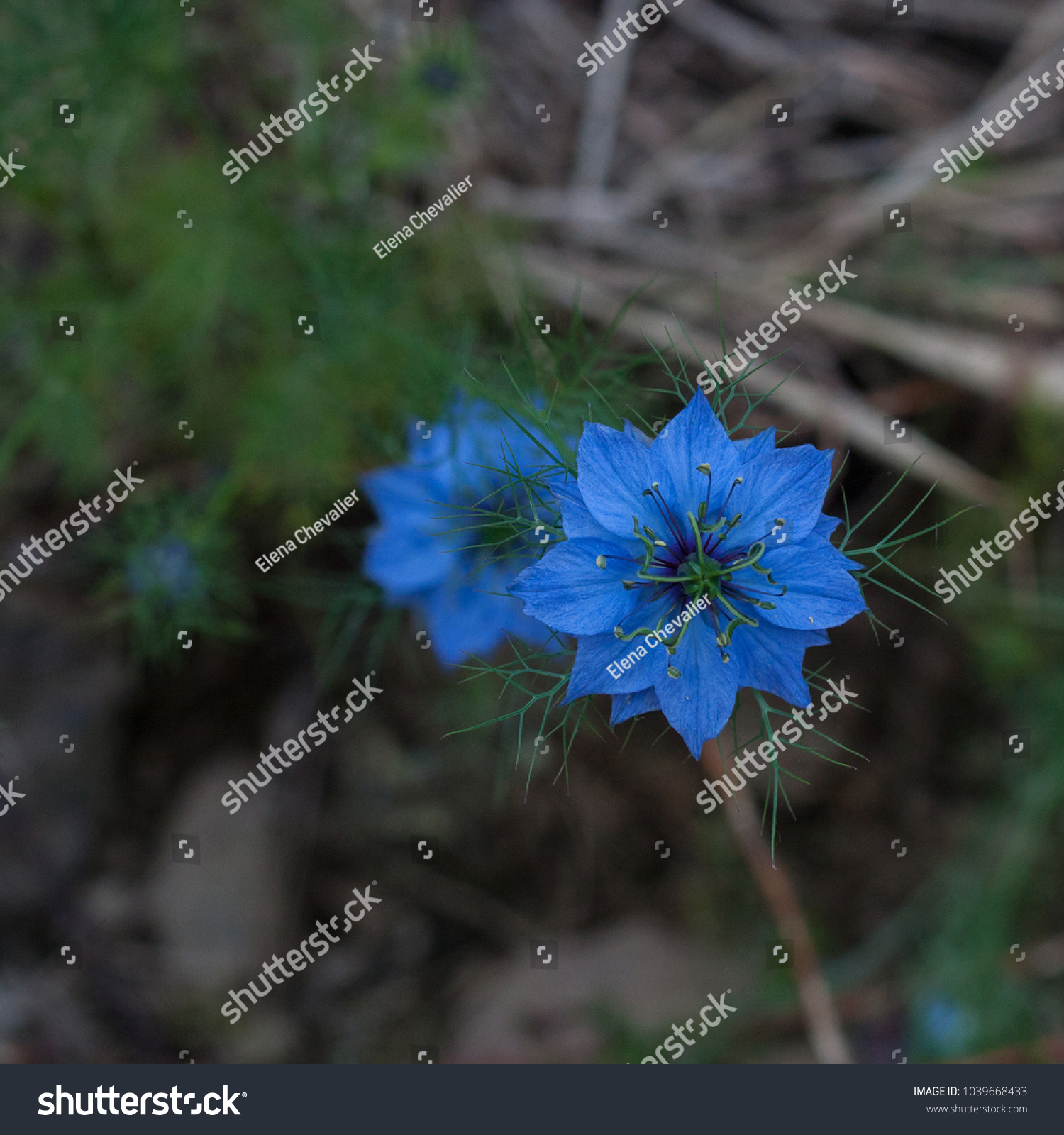 Blue Fennel Flower Nature Stock Image 1039668433