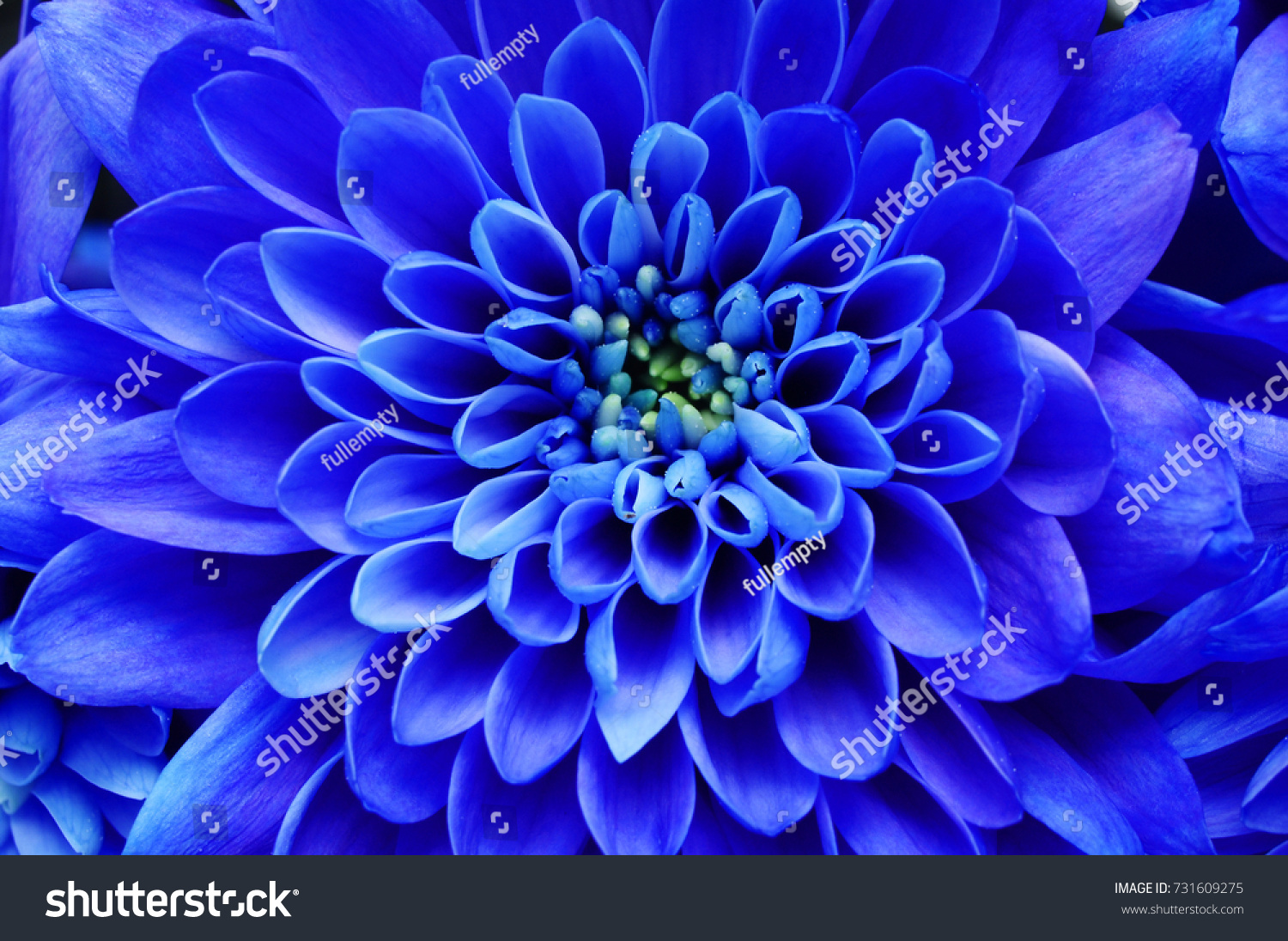 青の花の背景 青い花の接写 背景またはテクスチャー用の青い花びらを持つアスター の写真素材 今すぐ編集