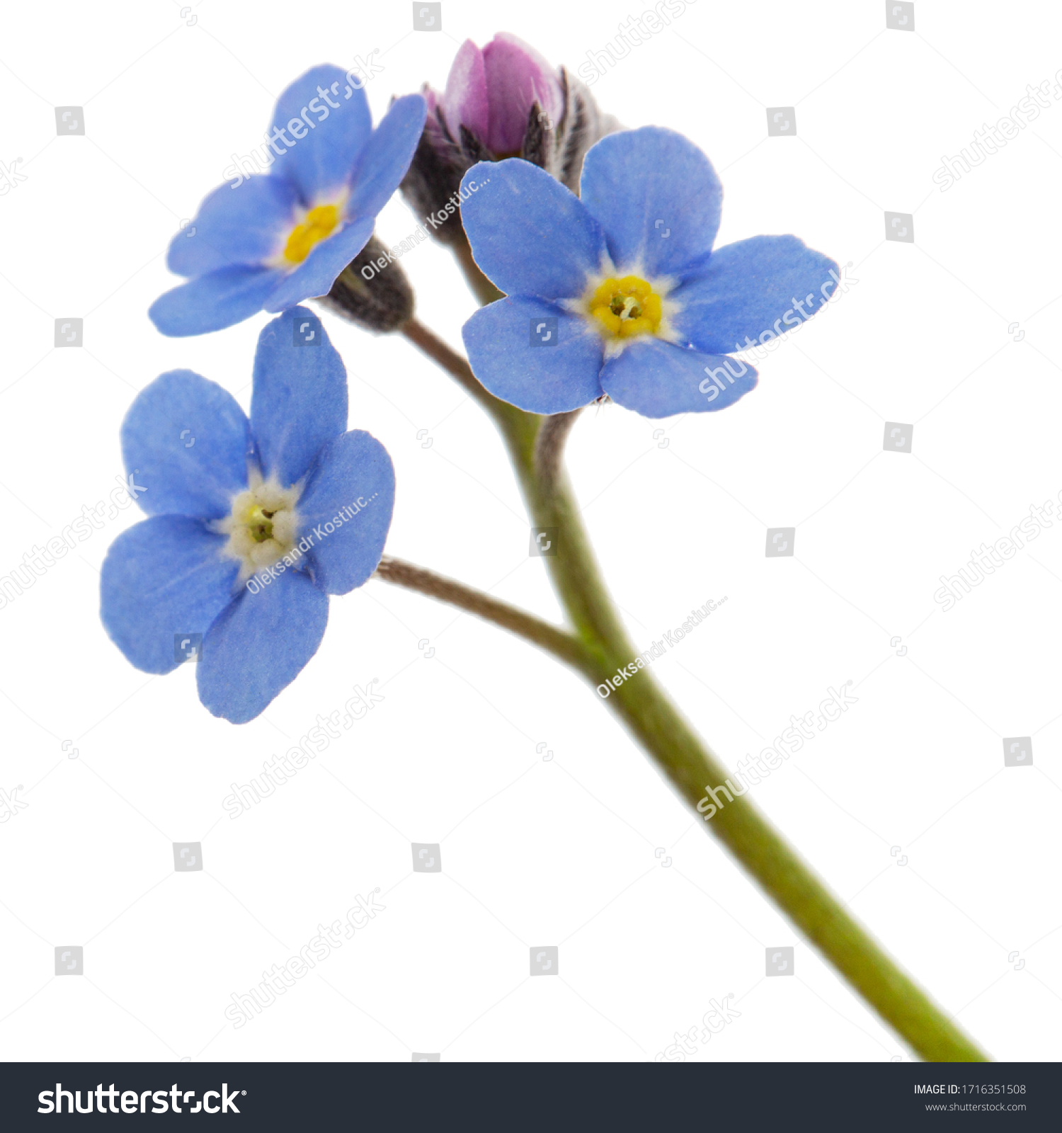 Flora-blue-myosotis Images, Stock Photos & Vectors | Shutterstock