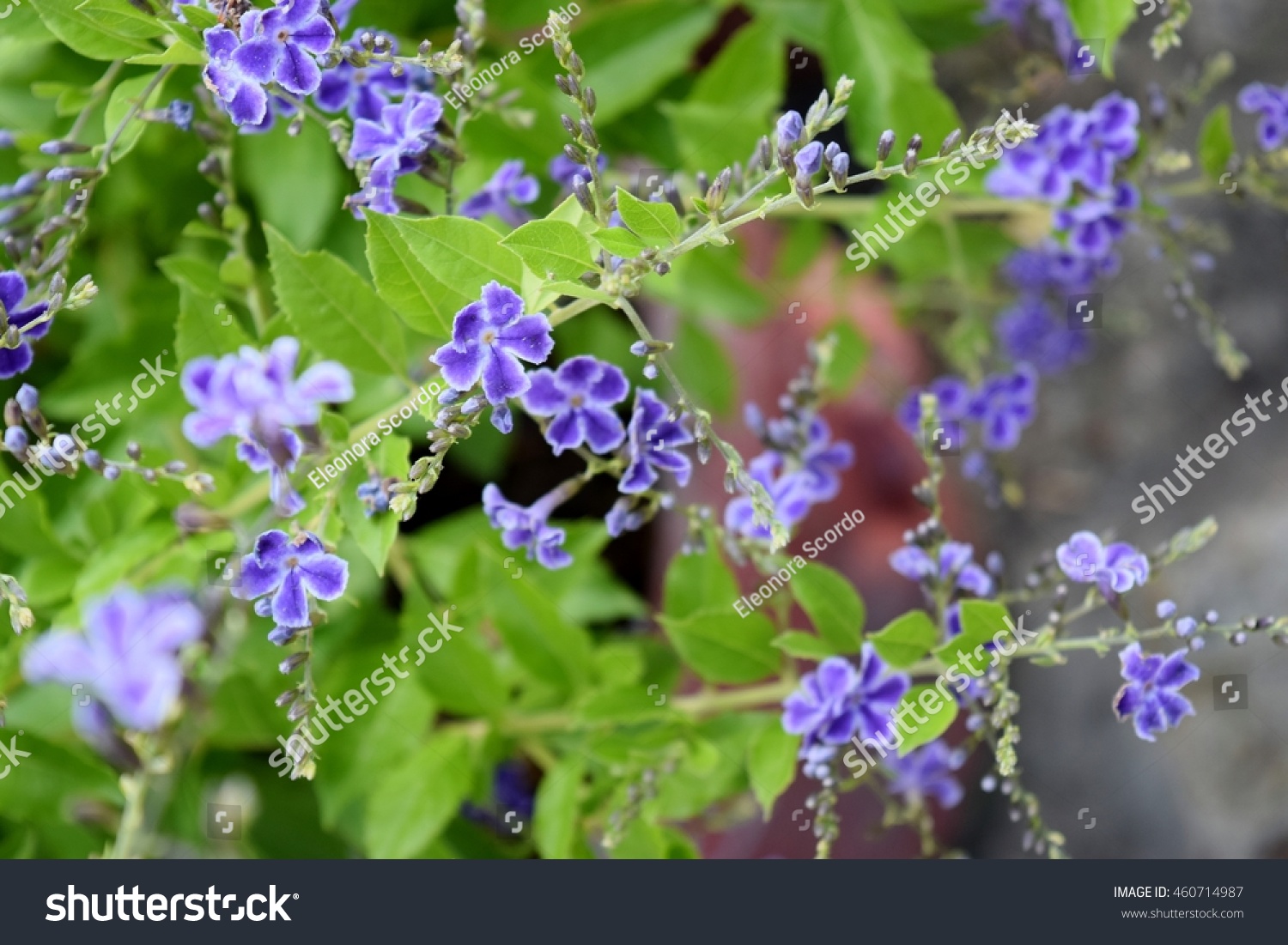Blue Flowers Of Duranta Stock Photo 460714987 : Shutterstock
