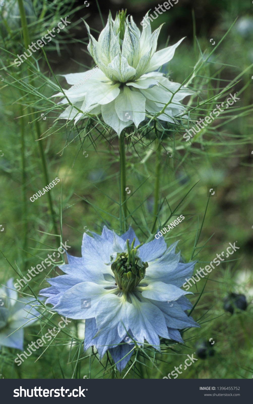 Blue Flowers Fennel Flower Stock Photo Edit Now 1396455752