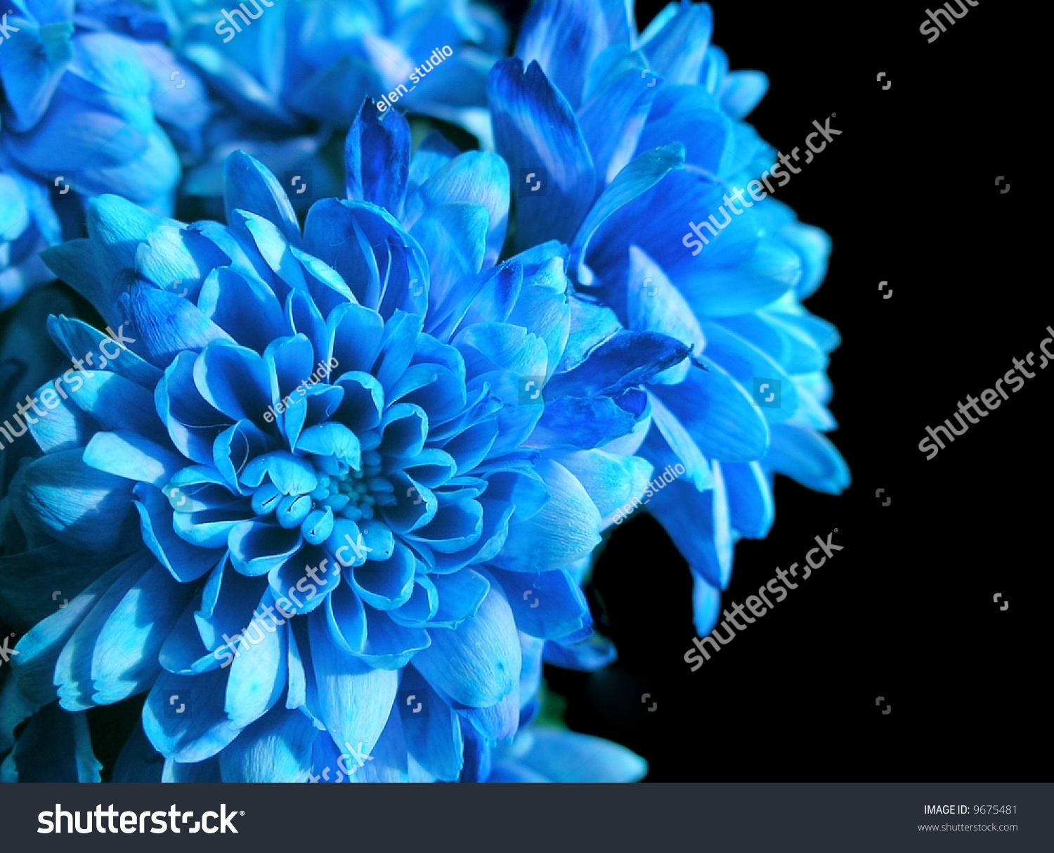 Blue Flowers On Black Background Stock Photo Edit Now 9675481