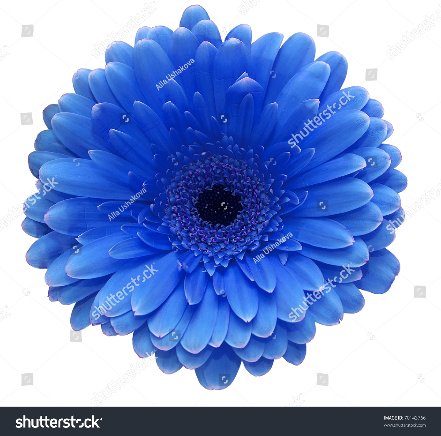 Blue Gerbera Flower Isolated On White Stock Photo 70143766 - Shutterstock