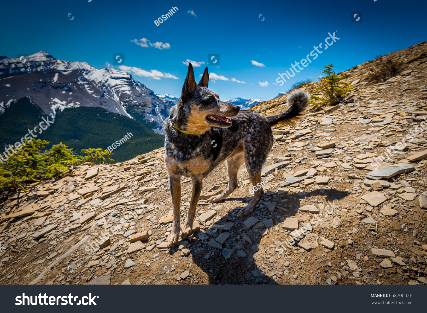 vækstdvale triathlete Klan Blue Heeler Dog Hiking Canadian Rocky Stock Photo (Edit Now) 658700026