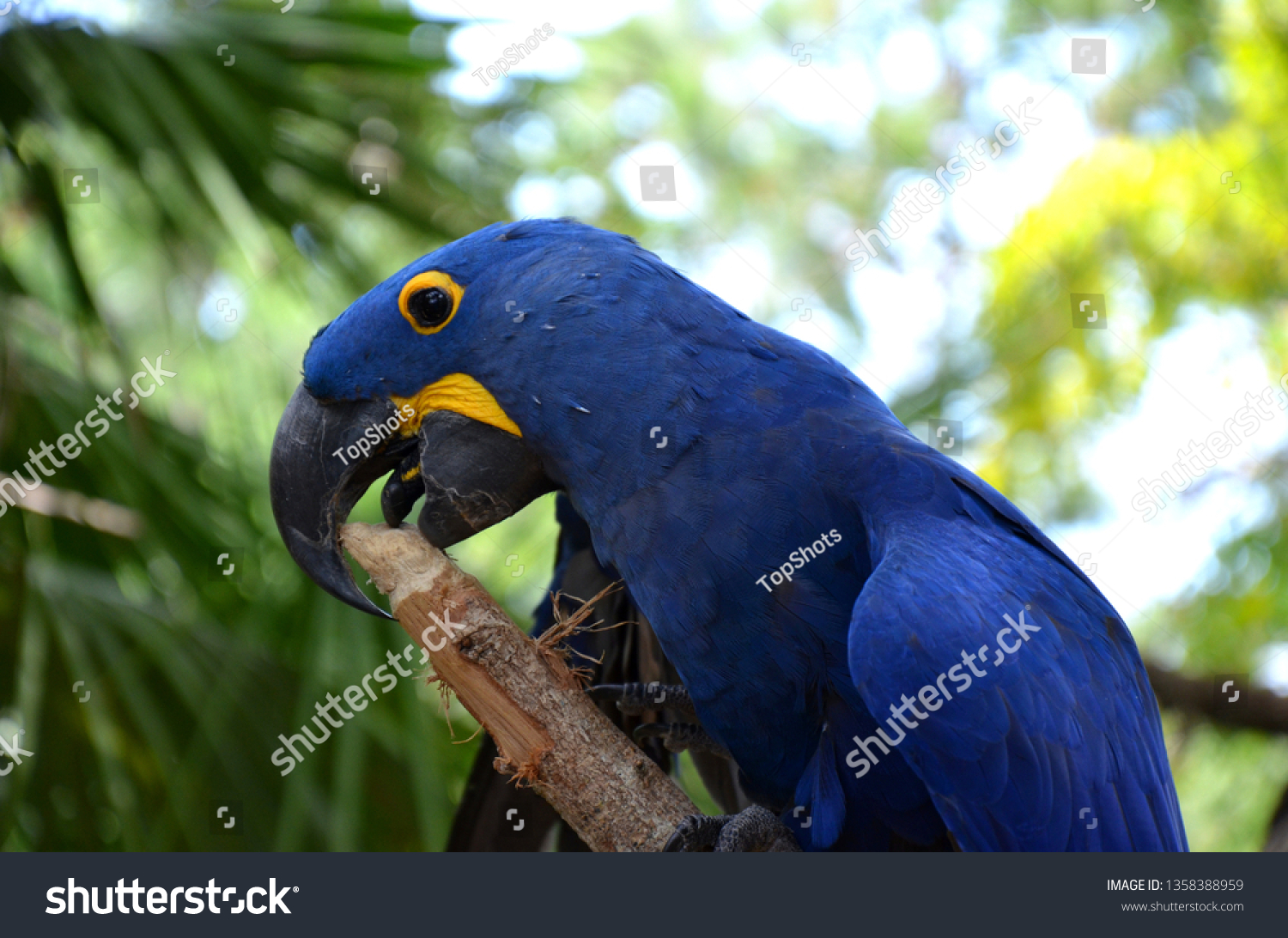 Blue Hyazinth Endangered Bird Stock Photo Now) 1358388959