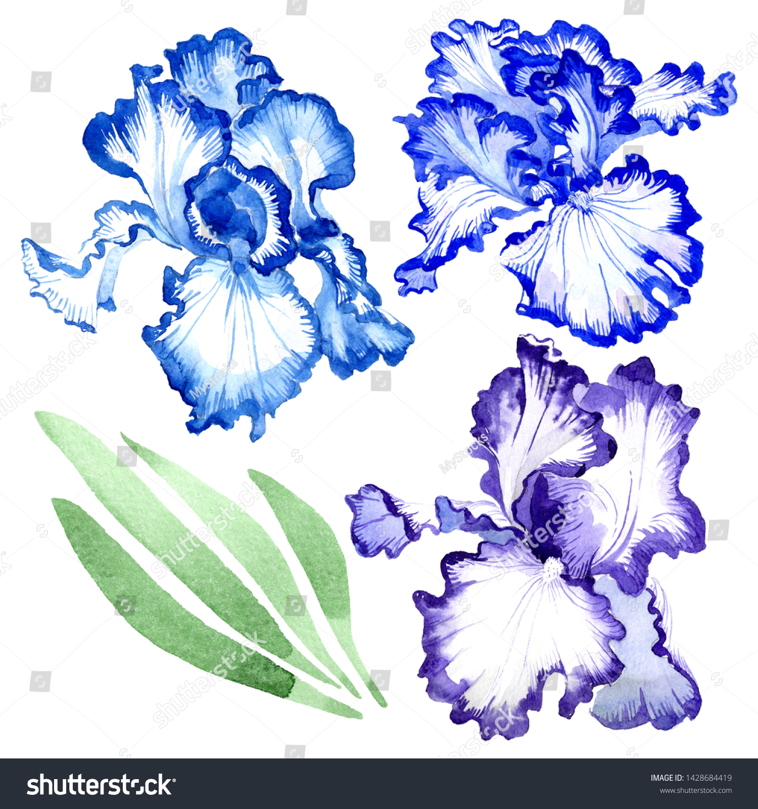 Blue Iris Floral Botanical Flowers Wild Stock Illustration ...