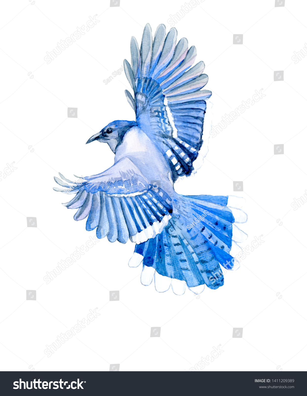 949 Blue jay drawing Images, Stock Photos & Vectors | Shutterstock