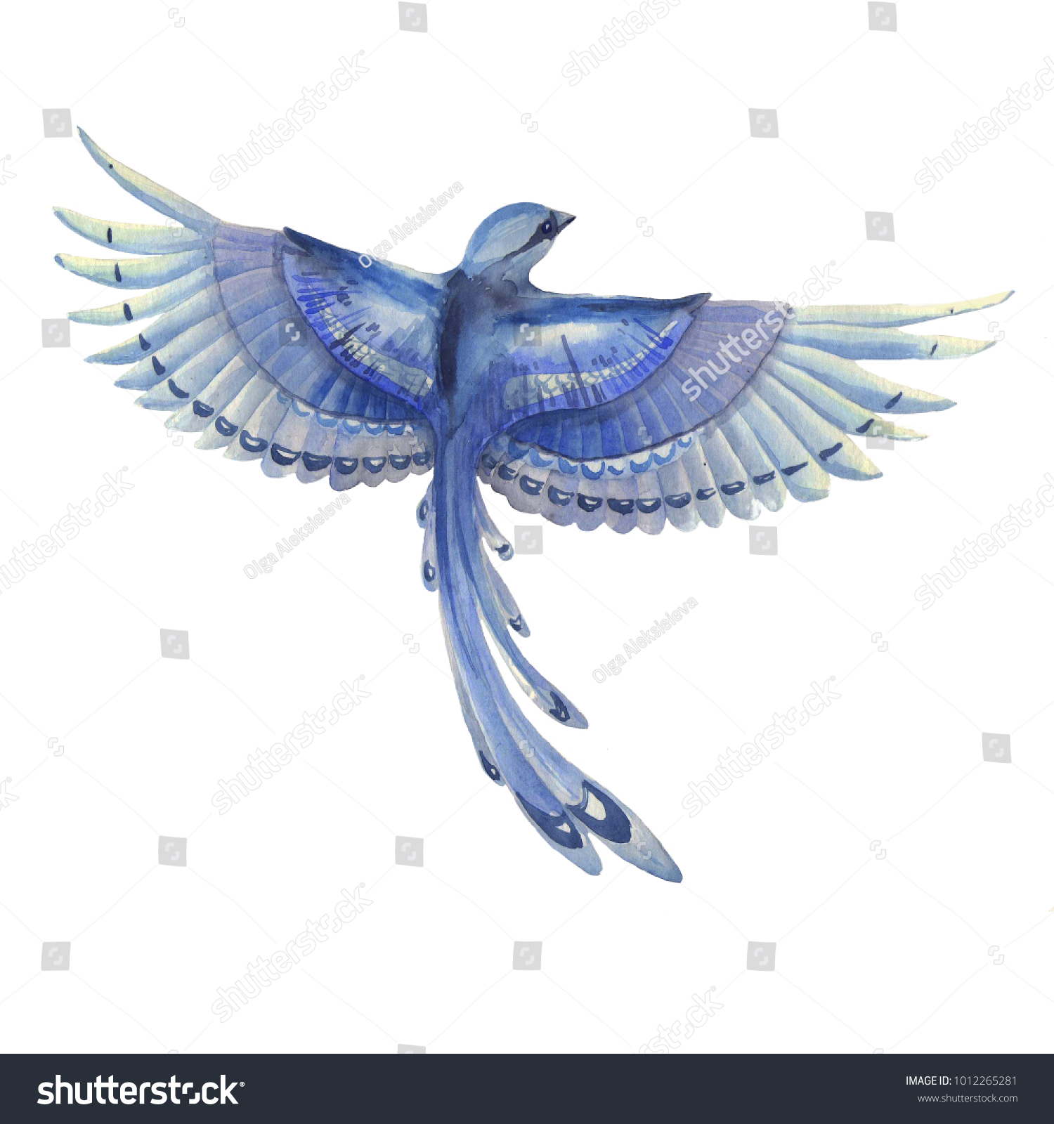 Blue Jay Bird Flying Watercolor Hand Stock Illustration