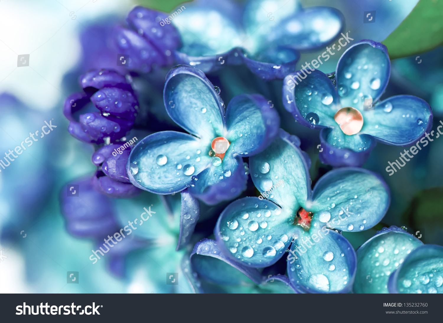 Blue Lilac Flowers Closeup Water Drops Stock Photo Edit Now