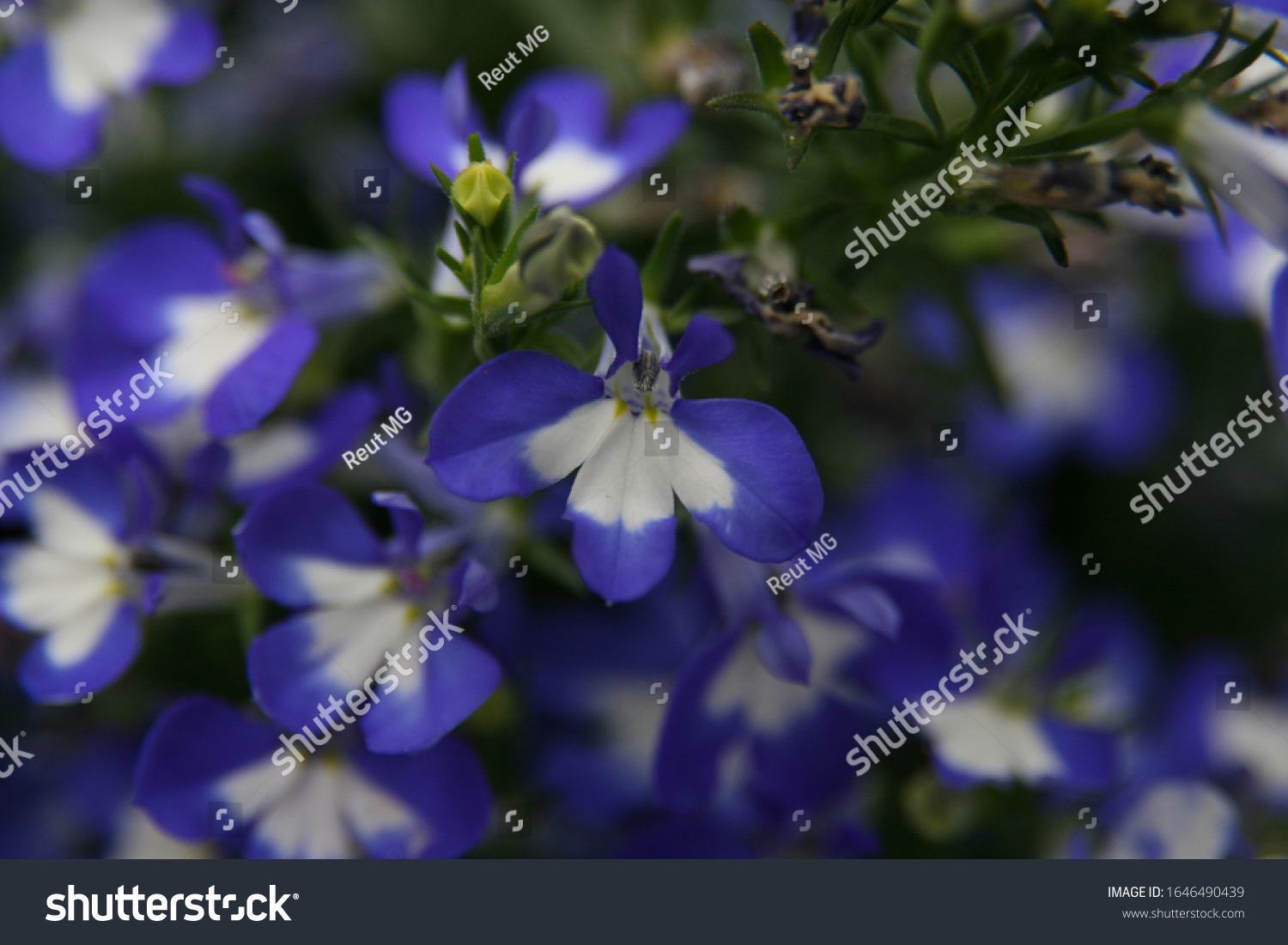 5,206 Lobelia plants Images, Stock Photos & Vectors | Shutterstock