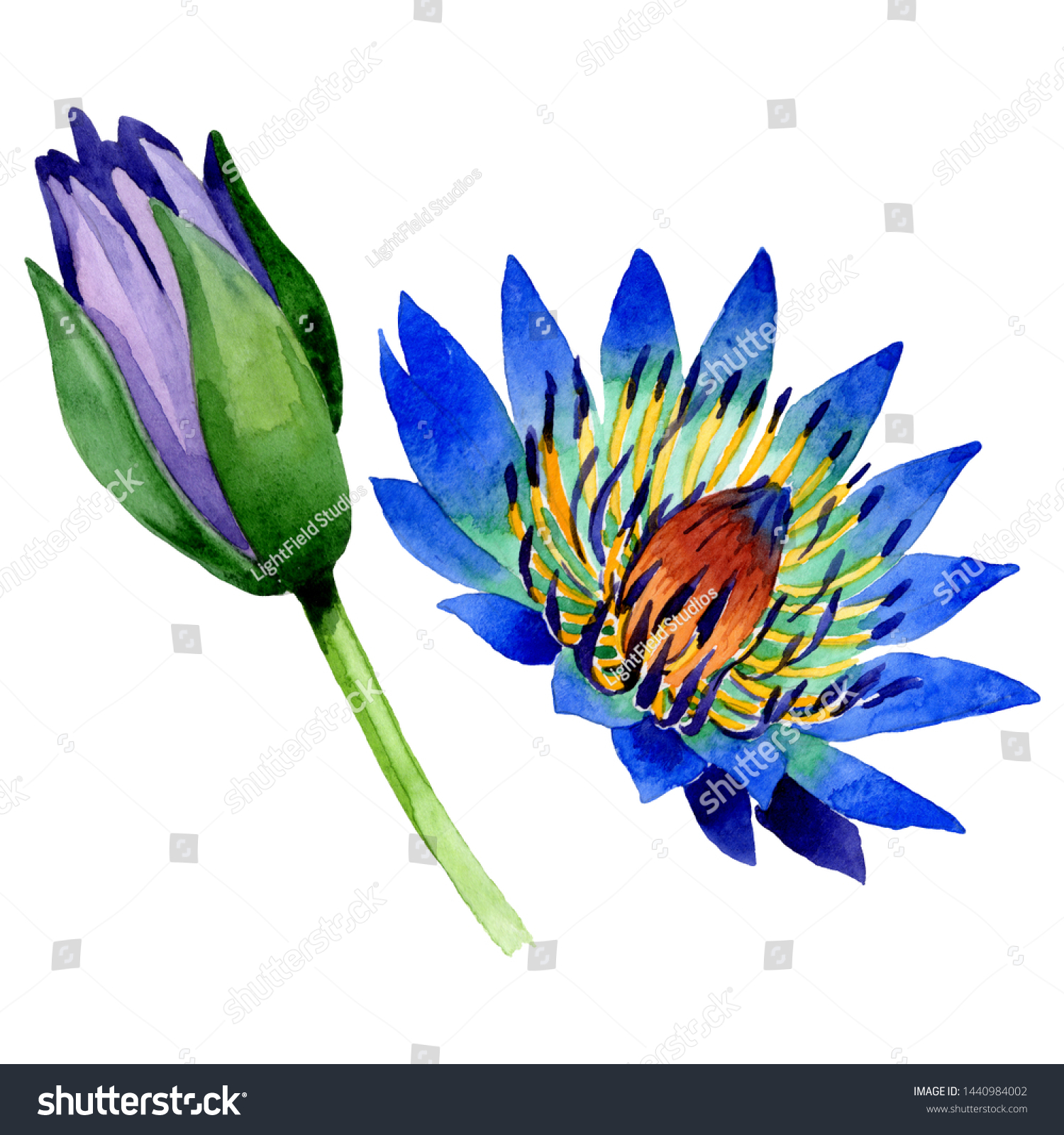 Blue Lotus Floral Botanical Flowers Wild Stock Illustration