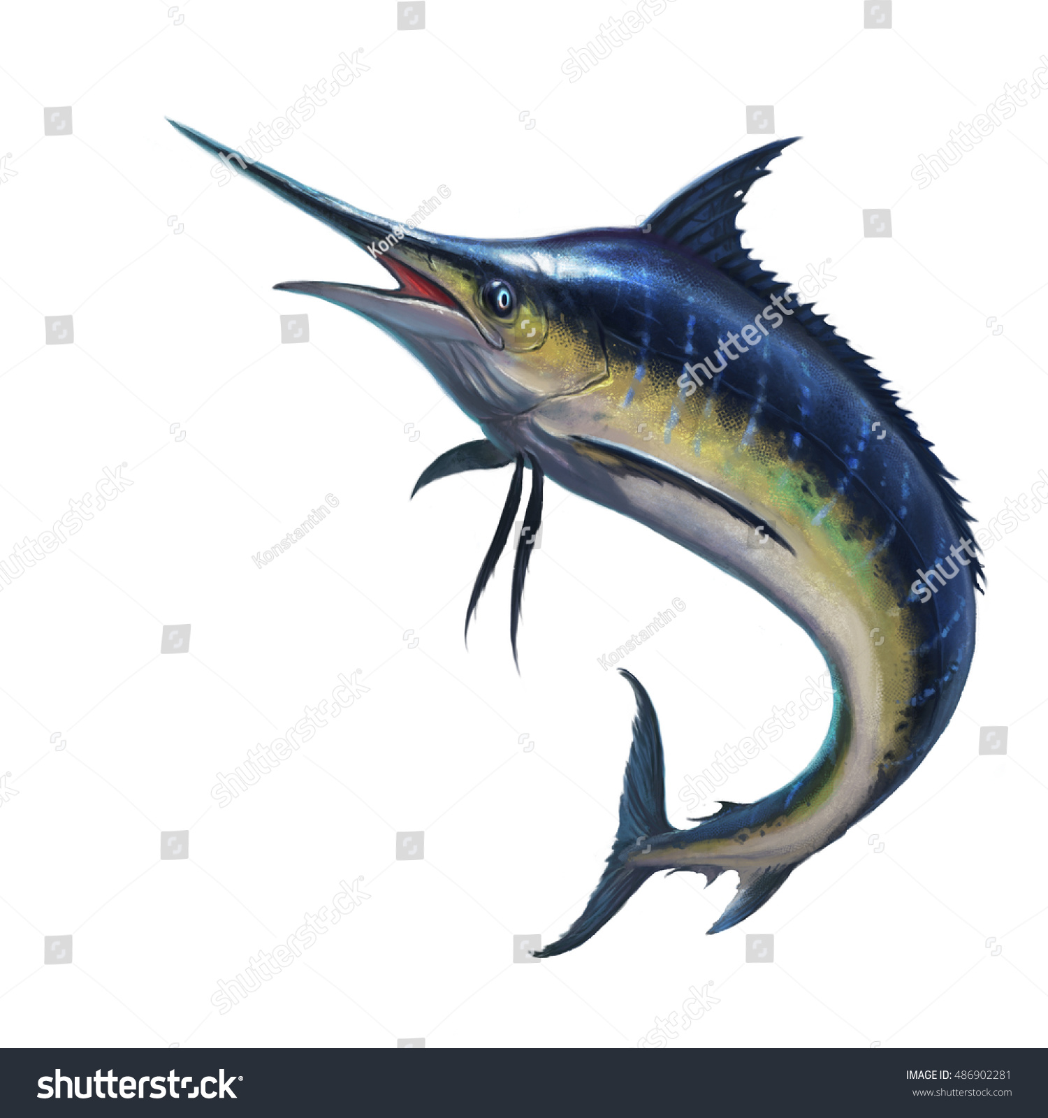 白い背景に青いマーリンの縞模様 魚の剣 リアルなイラスト のイラスト素材