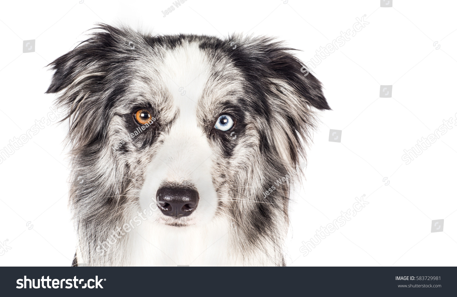 Blue Merle Border Collie On White Stock Photo Edit Now 583729981