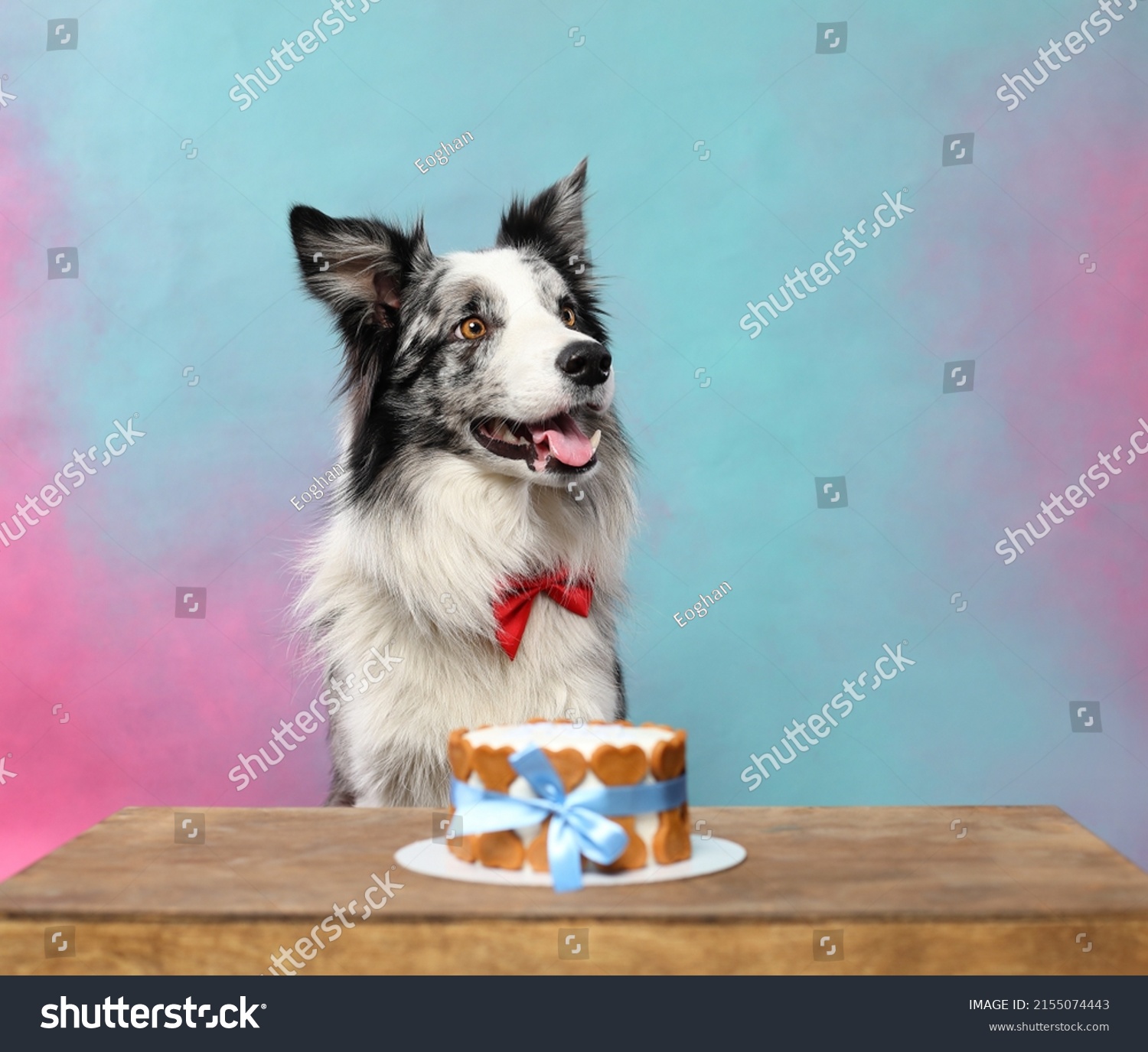 Blue Merle Border Collie Birthday Cake Stock Photo 2155074443 