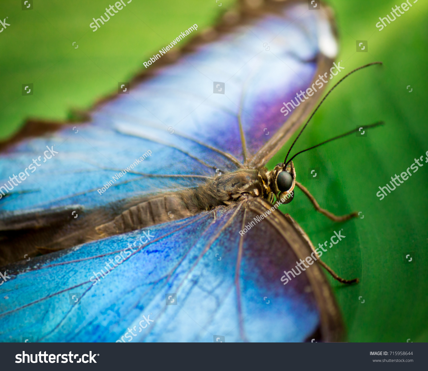 blue-morpho-butterfly-scientific-name-morpho-stock-photo-715958644