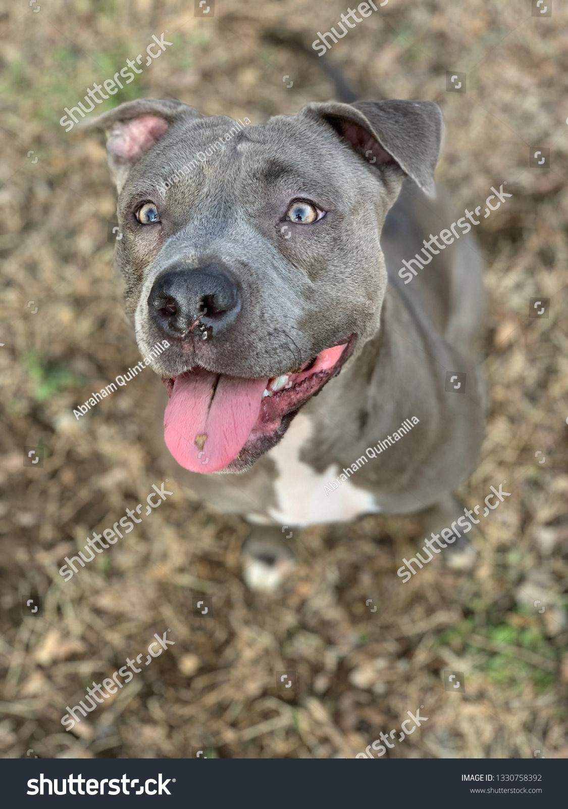 blue tongue pitbull