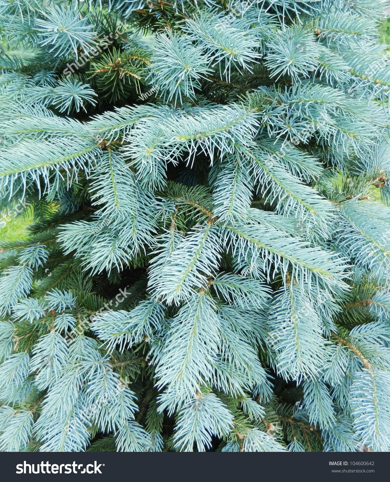 Blue Pine Tree Stock Photo 104600642 : Shutterstock