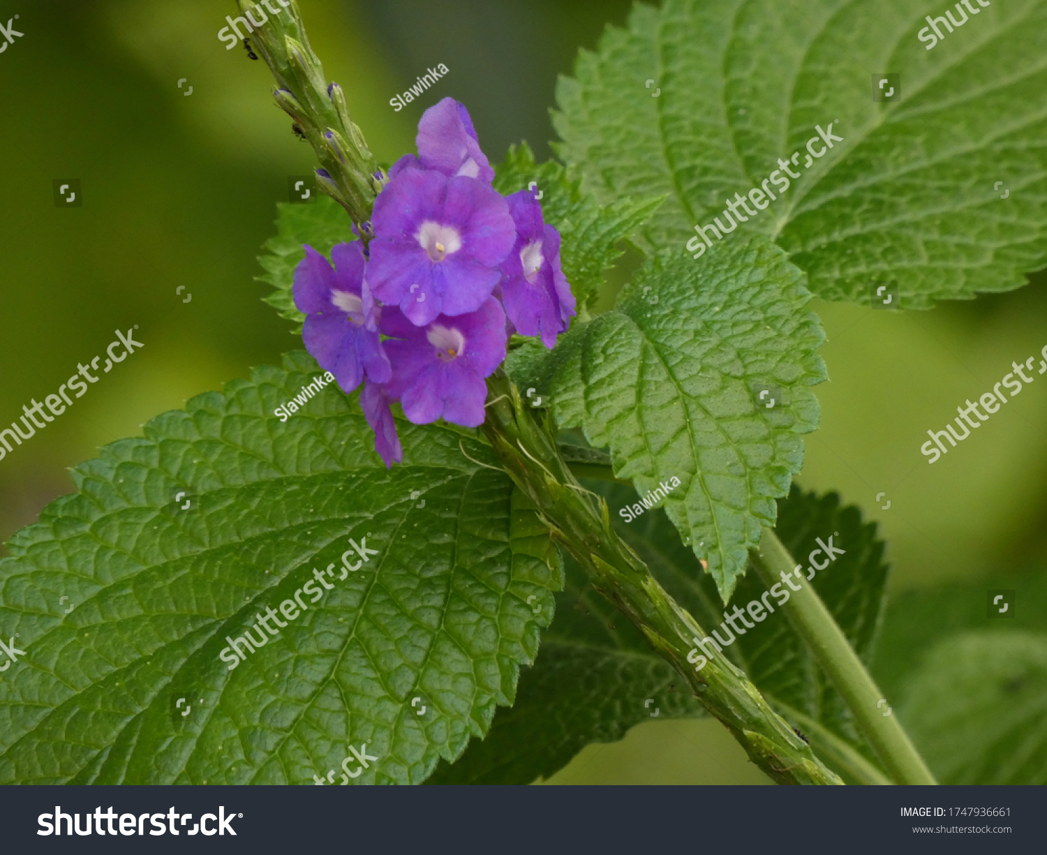 Porterweed Images, Stock Photos & Vectors | Shutterstock