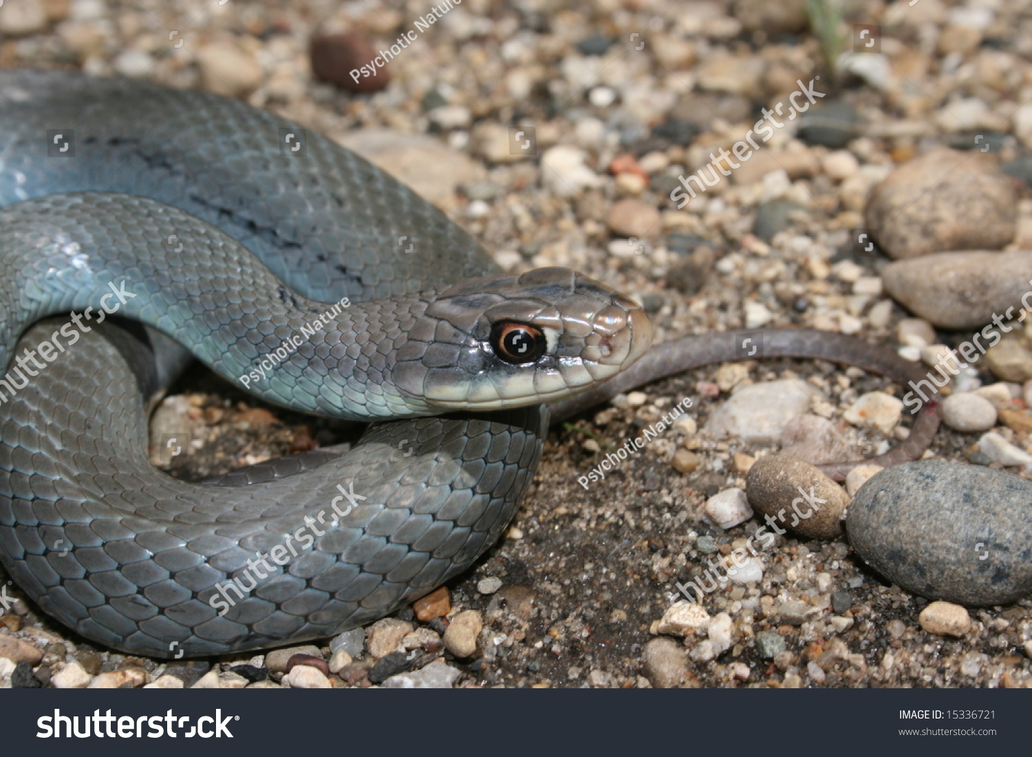 Blue Racer Coluber Constrictor Foxii Stock Photo 15336721 - Shutterstock