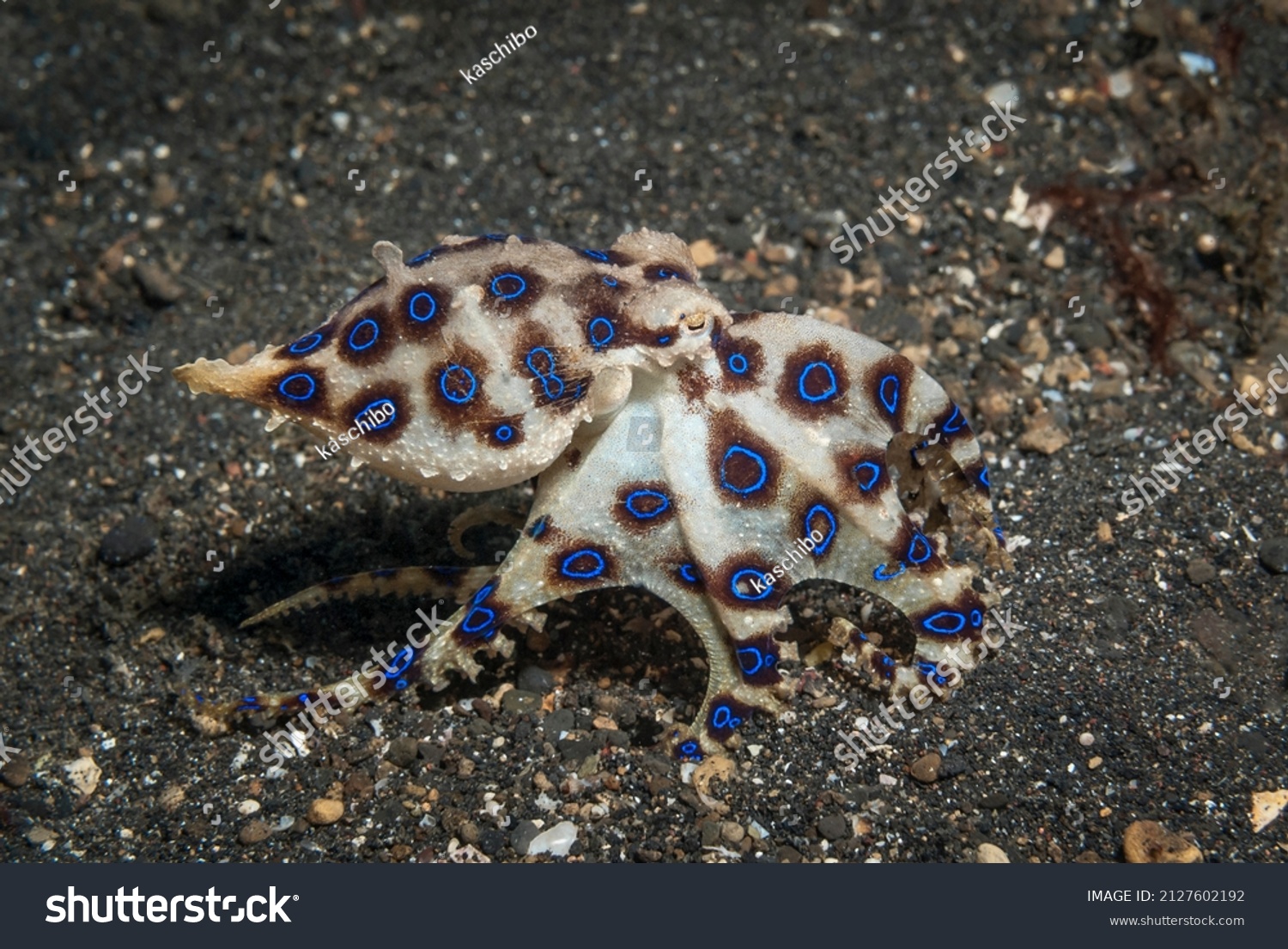 blue ringed octopus eating a crab