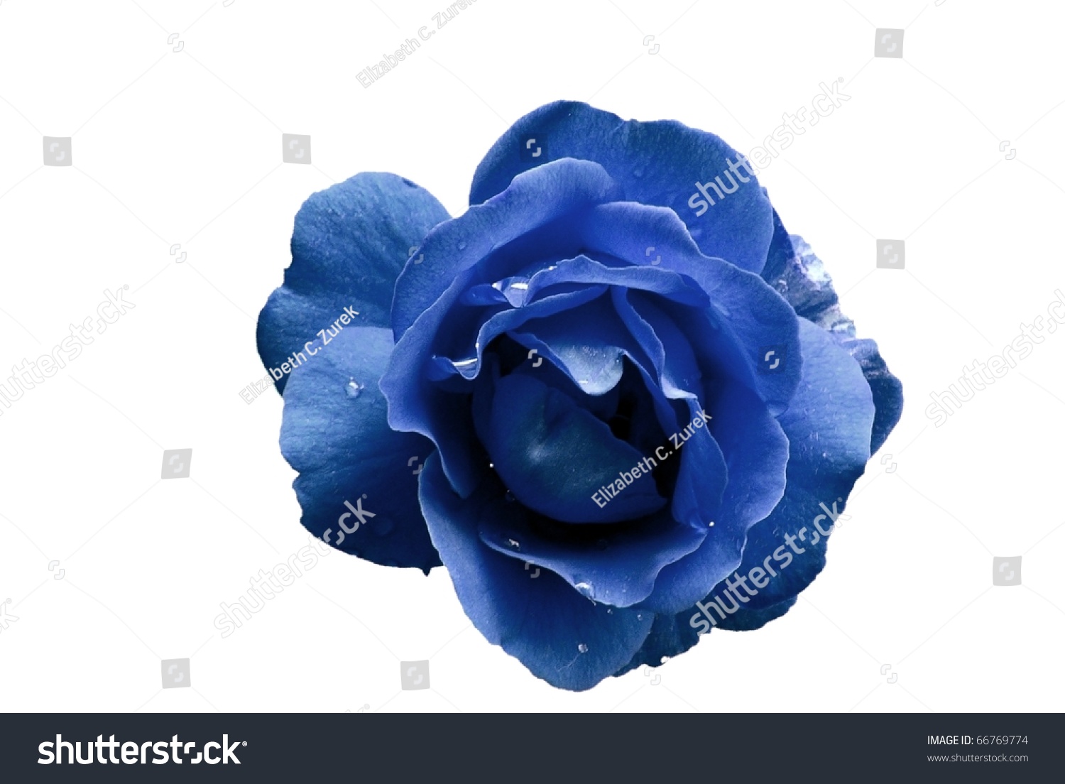 Blue Rose Flower Water Droplets Isolated Stock Photo Edit Now