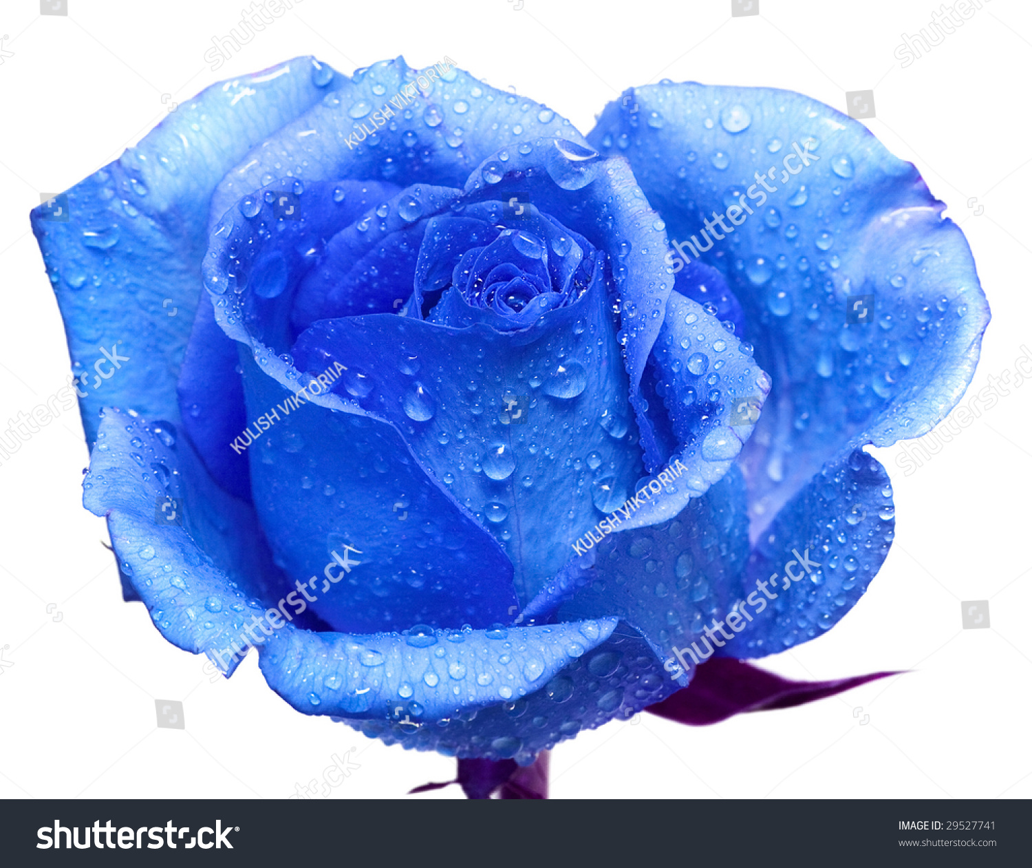 Blue Rose With Water Drops Stock Photo 29527741 : Shutterstock