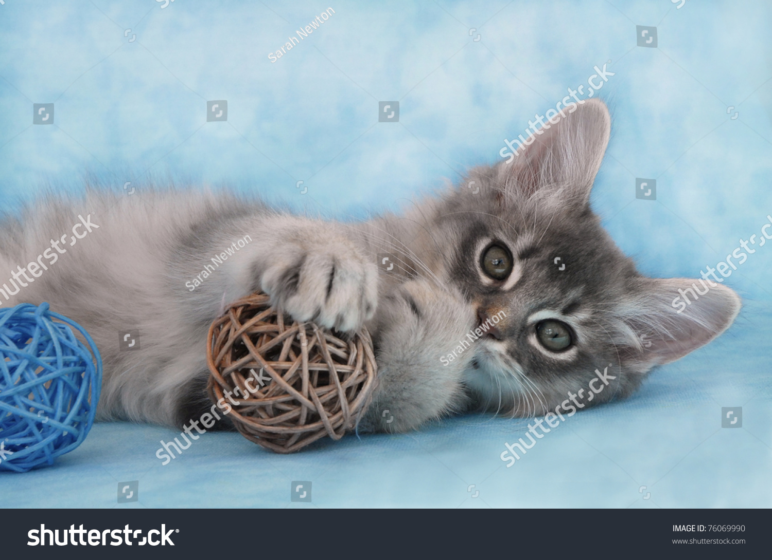 34 Blue cat silver somali Images, Stock Photos & Vectors | Shutterstock