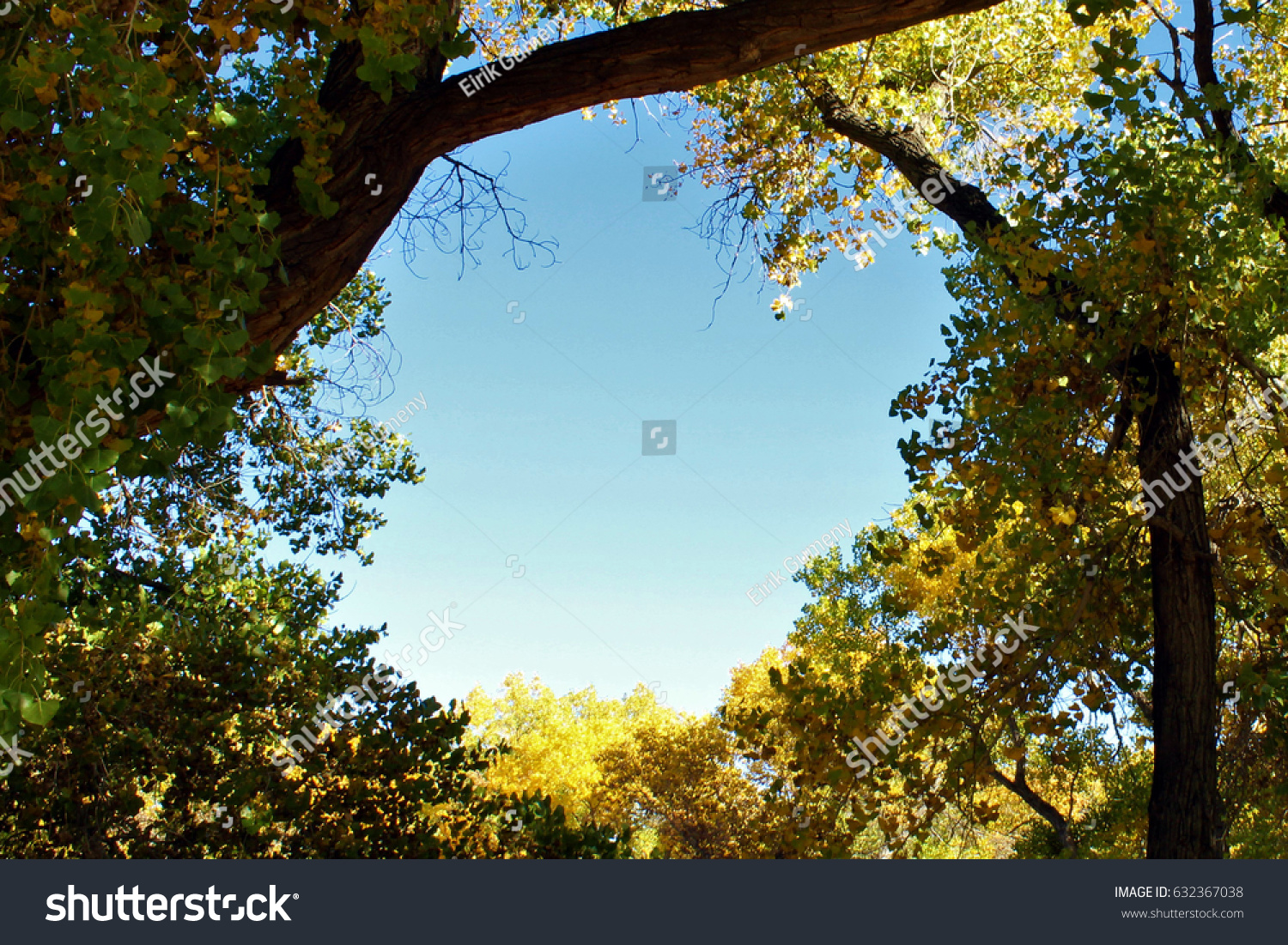 Blue Sky Framed By Golden Cottonwood Stock Photo Edit Now