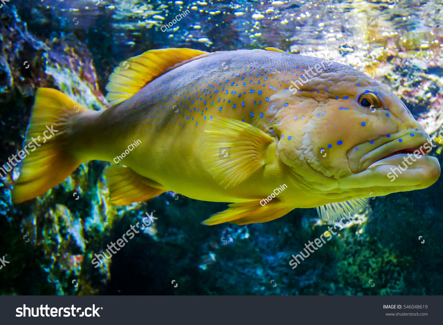 Blue Spotted Grouper , Pet Fish In Tank Stock Photo 546048619 ...