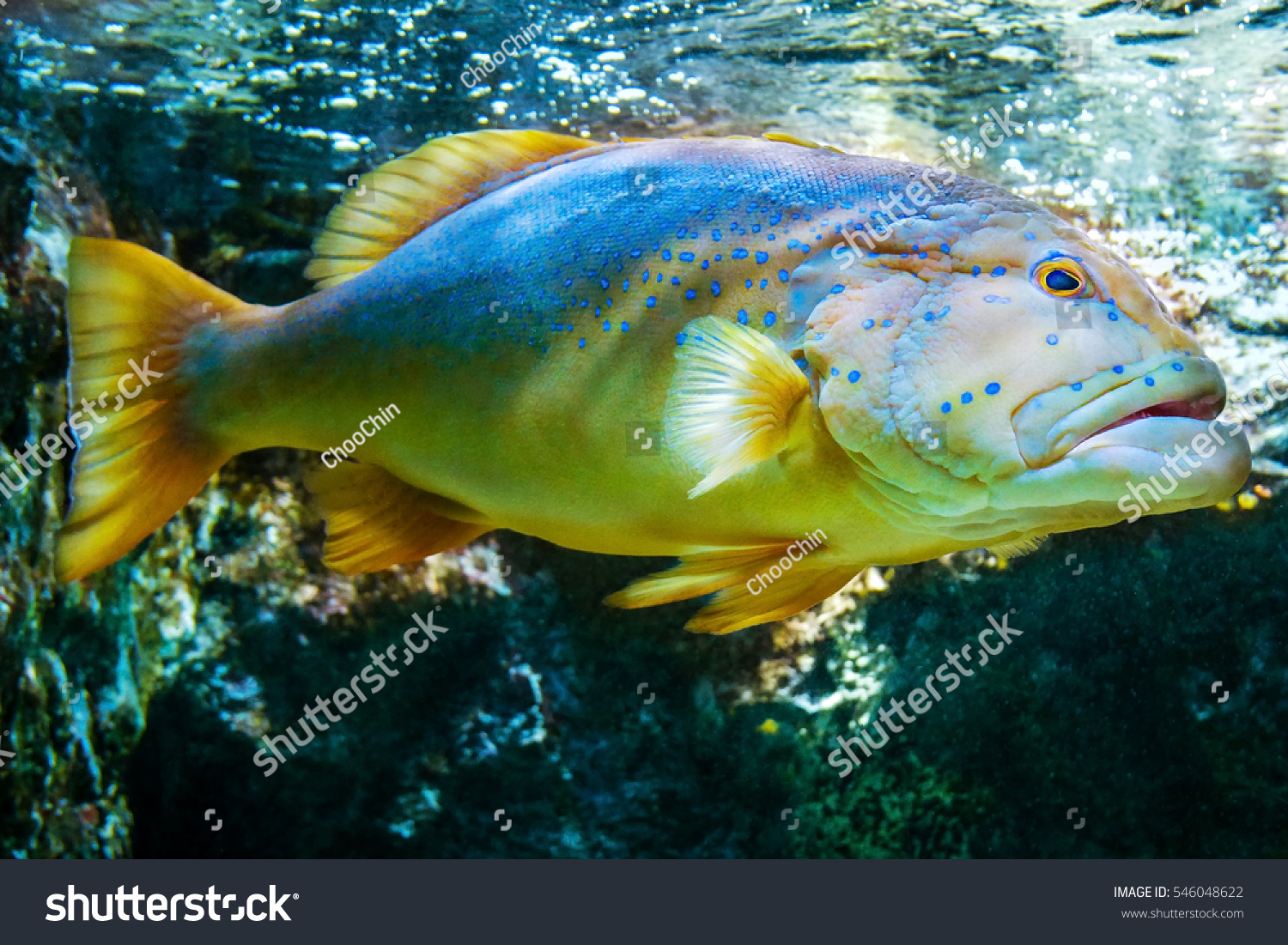 Blue Spotted Grouper Pet Fish Tank Stock Photo 546048622 - Shutterstock